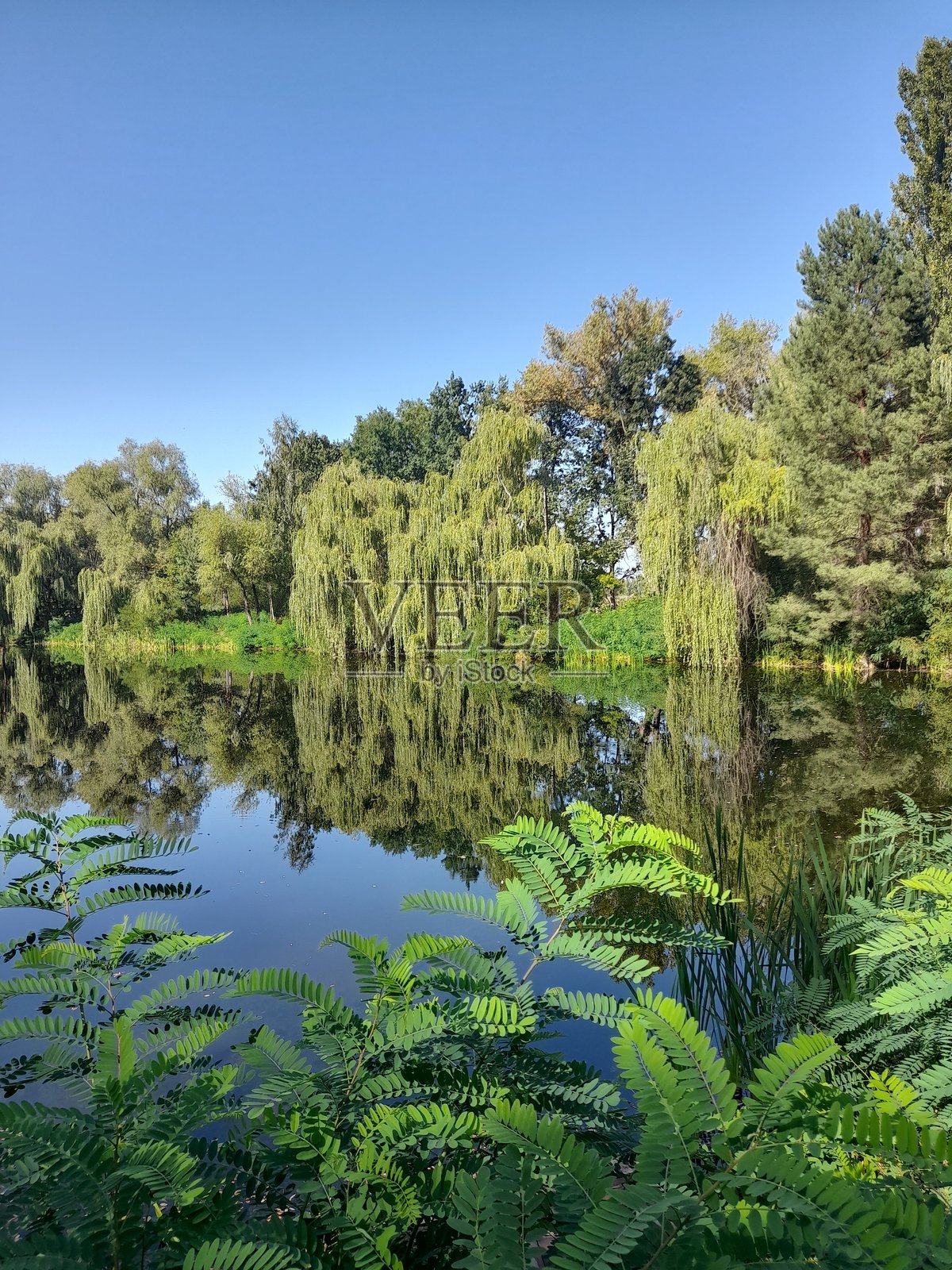 湖泊位于绿色区域。一个宁静的湖泊。许多植物。公园里的湖。照片摄影图片