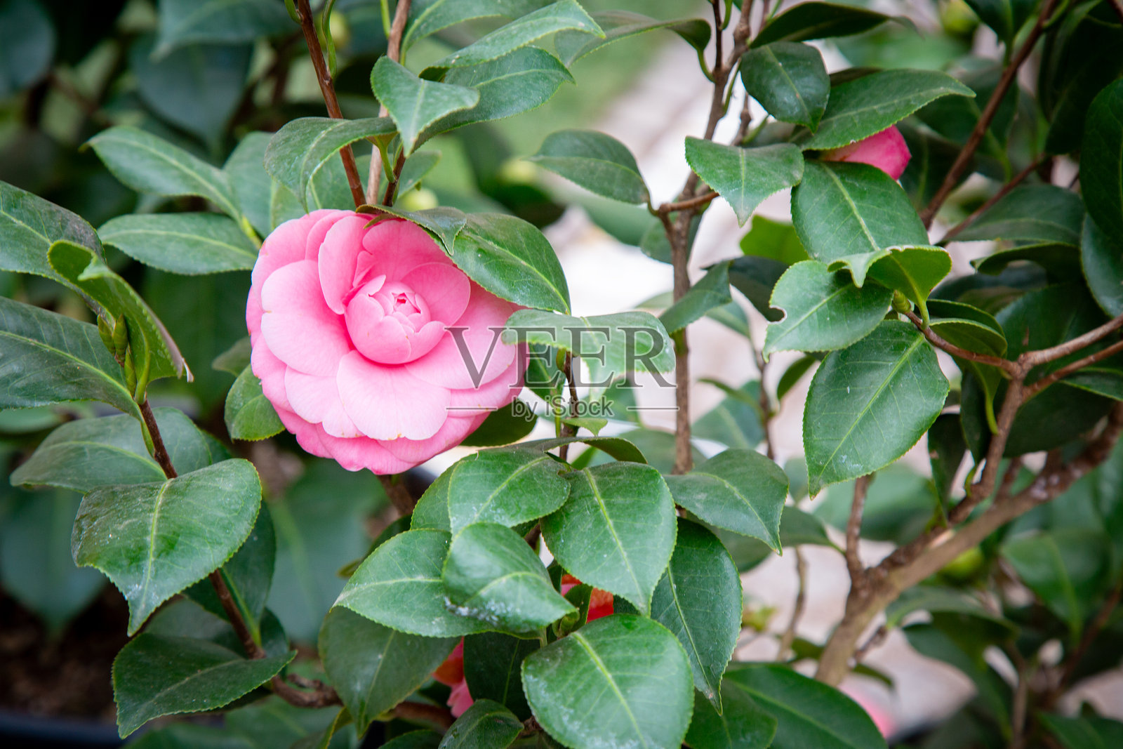 一朵美丽的粉色花朵被茂盛的绿色叶子环绕在灌木丛中照片摄影图片
