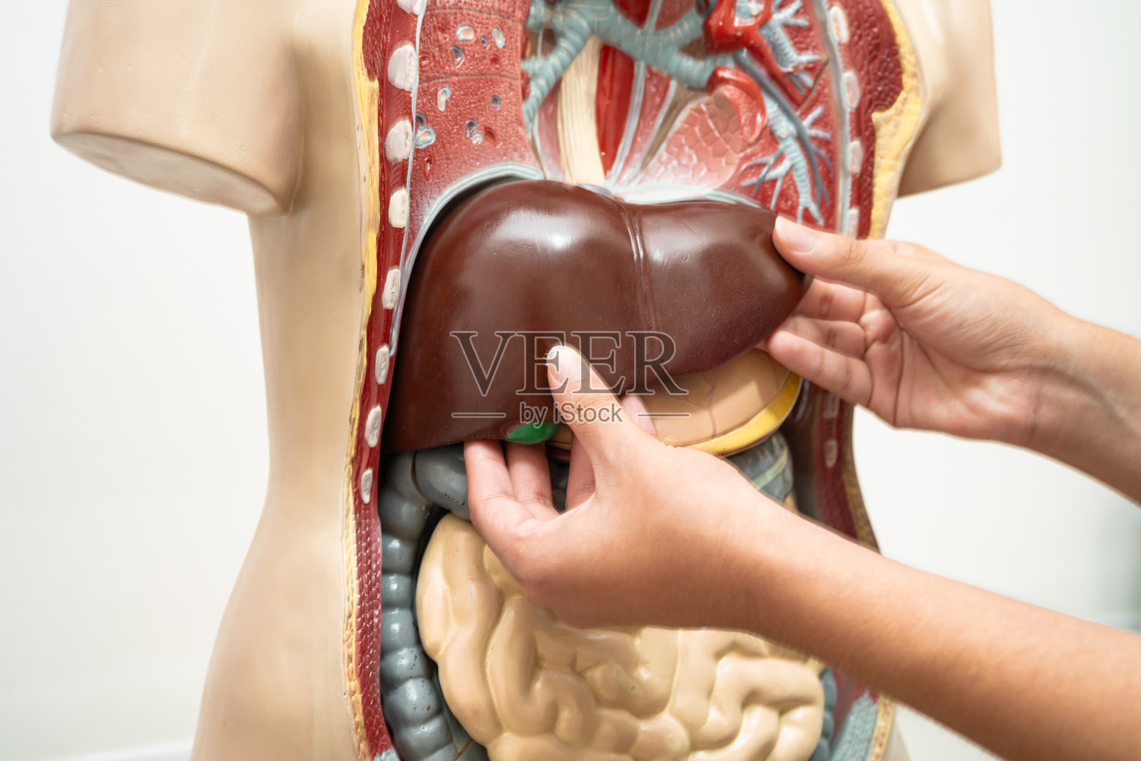 高中课堂上,青少年学生正在使用人体模型学习解剖生物学。照片摄影图片