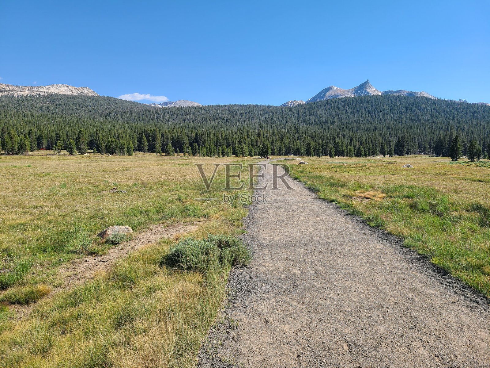 优胜美地国家公园,图奥拉米草甸的苏打泉小径照片摄影图片