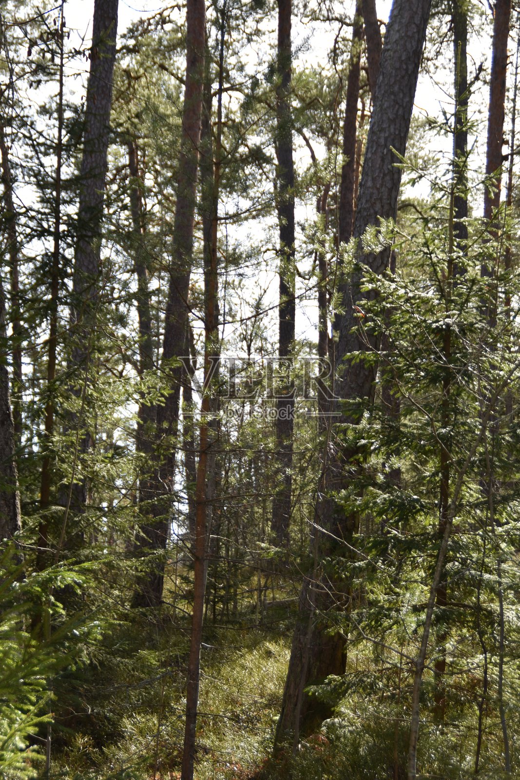 阳光明媚的针叶林照片摄影图片