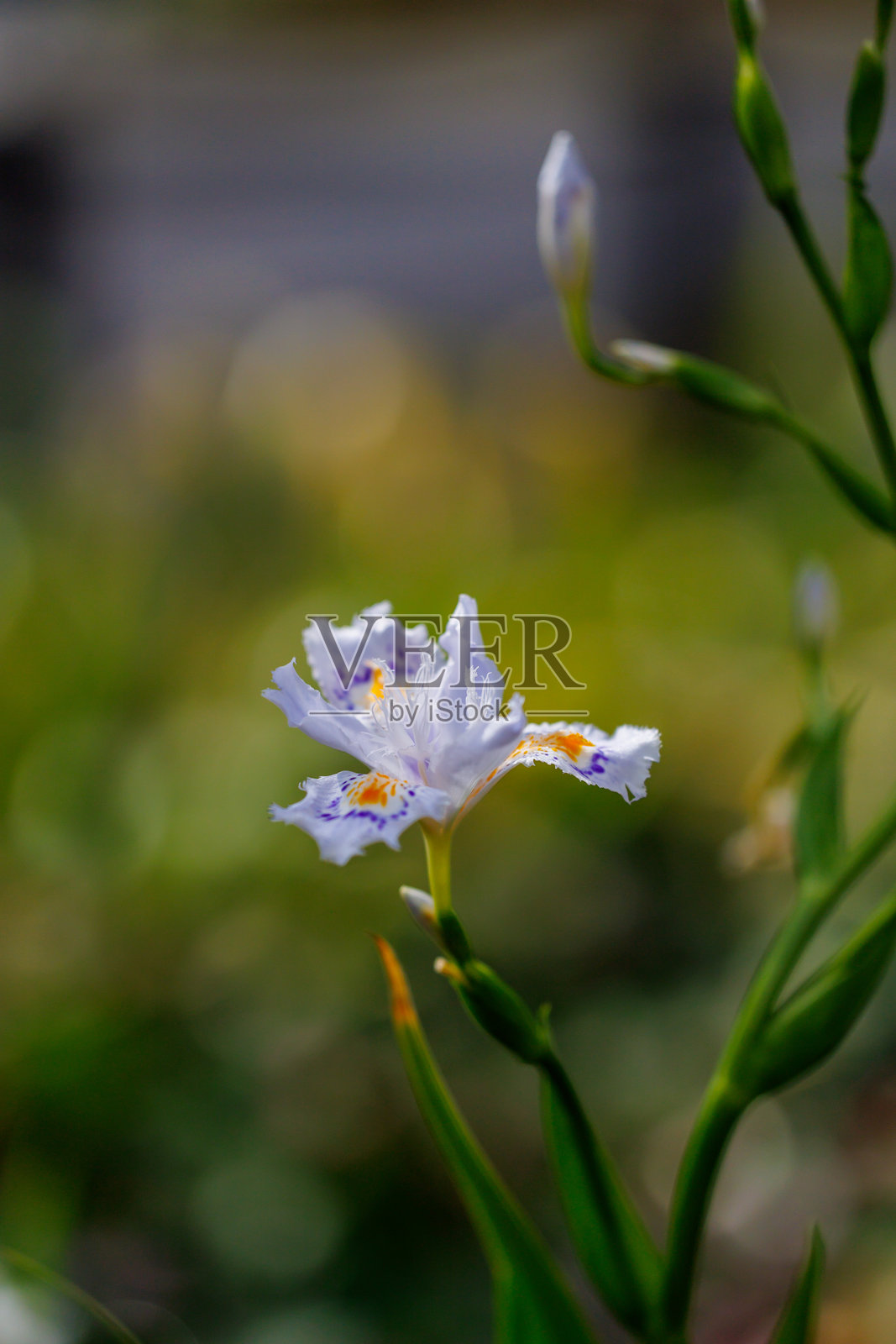 日本鸢尾照片摄影图片