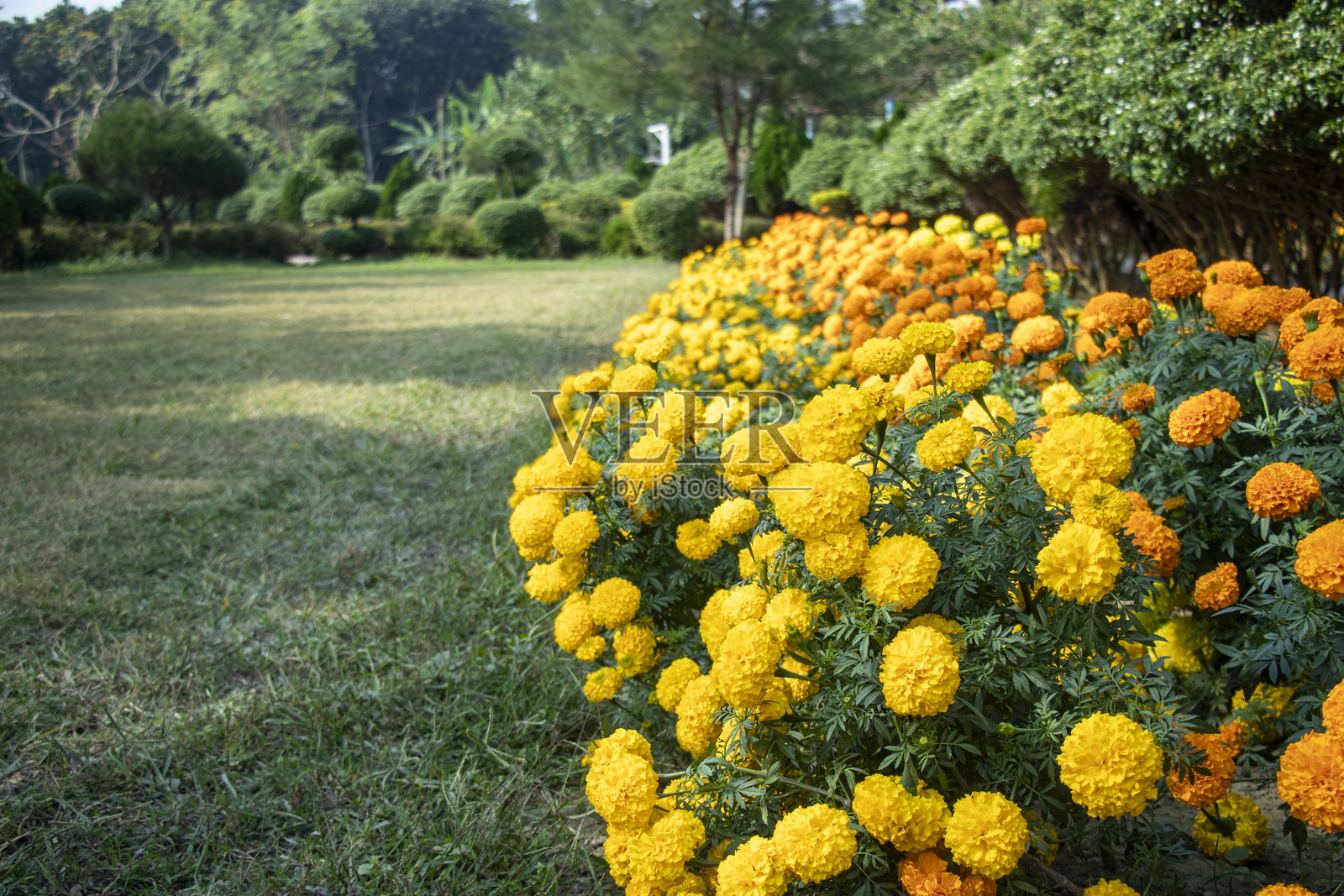 金盏菊。它们强烈而独特的香气弥漫在空气中。照片摄影图片