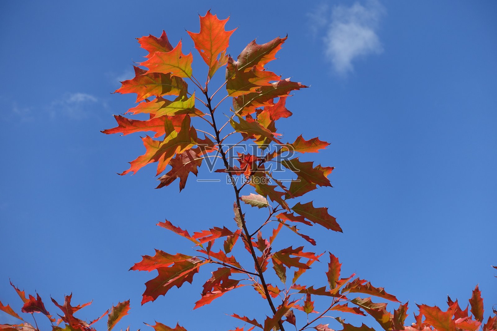 十月的蔚蓝天空与红橡树的秋季叶子相映成趣照片摄影图片