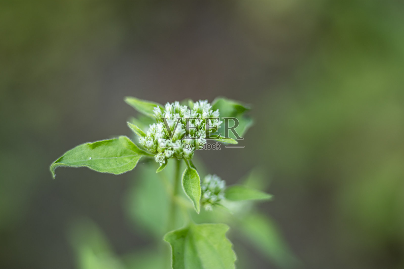 灌木中的杰克,传统上用于促进消化照片摄影图片