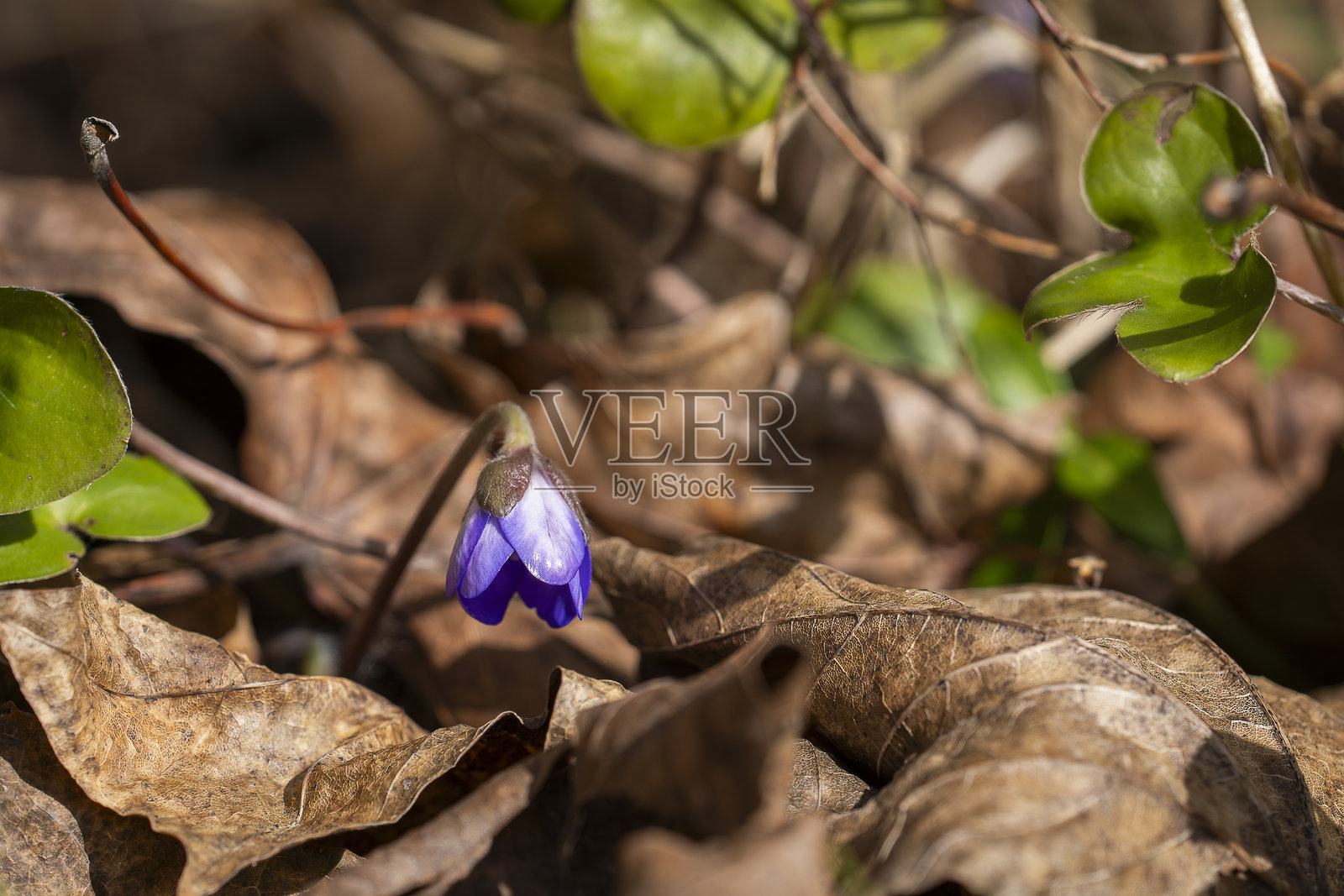 春天的第一朵花,蓝色的风信子或肝叶花,生长在自然背景中。照片摄影图片