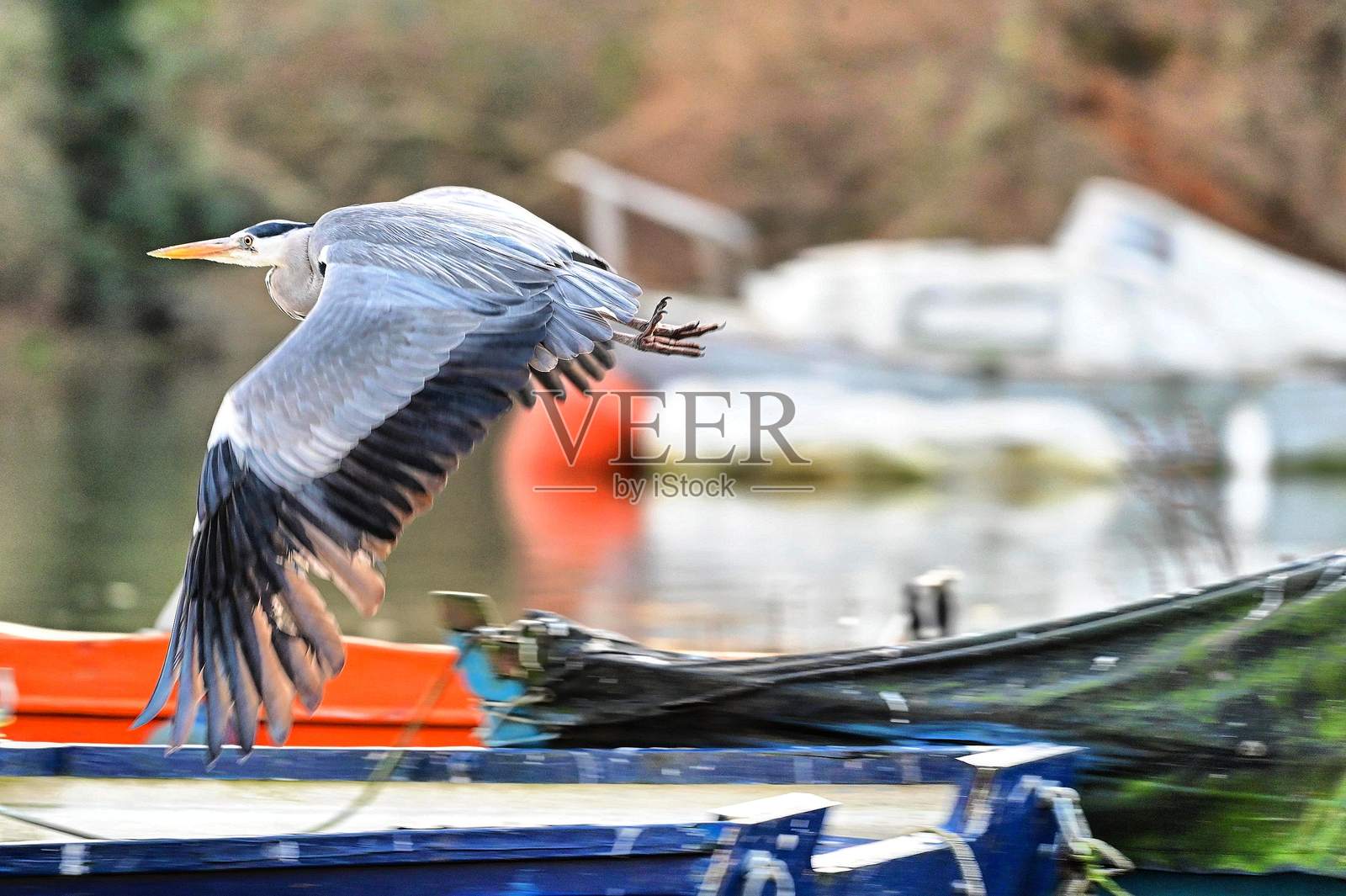鸟的特写镜头照片摄影图片