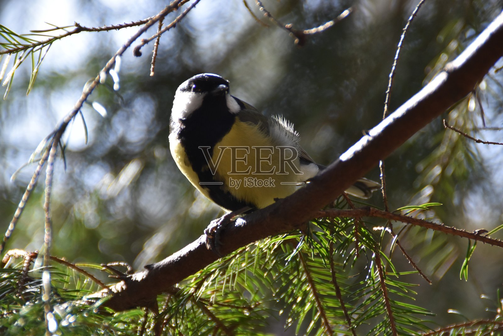在云杉树枝上照片摄影图片