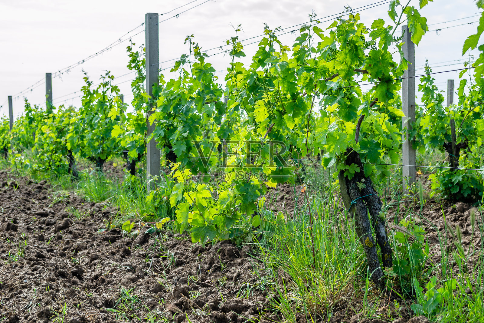 葡萄园。塞尔维亚的葡萄酒葡萄种植。照片摄影图片