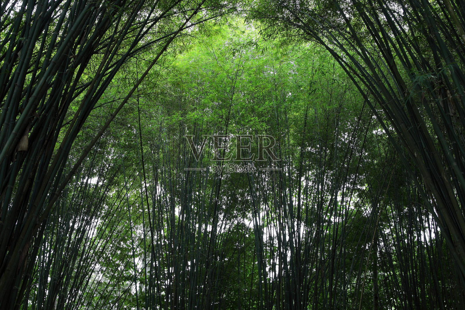 郁郁葱葱的竹林树冠,绿意盎然,自然光线透射而下照片摄影图片