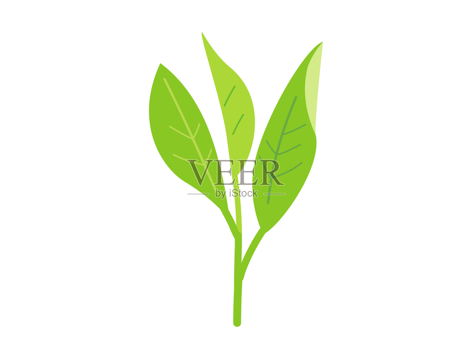 新茶芽的插图插画图片素材