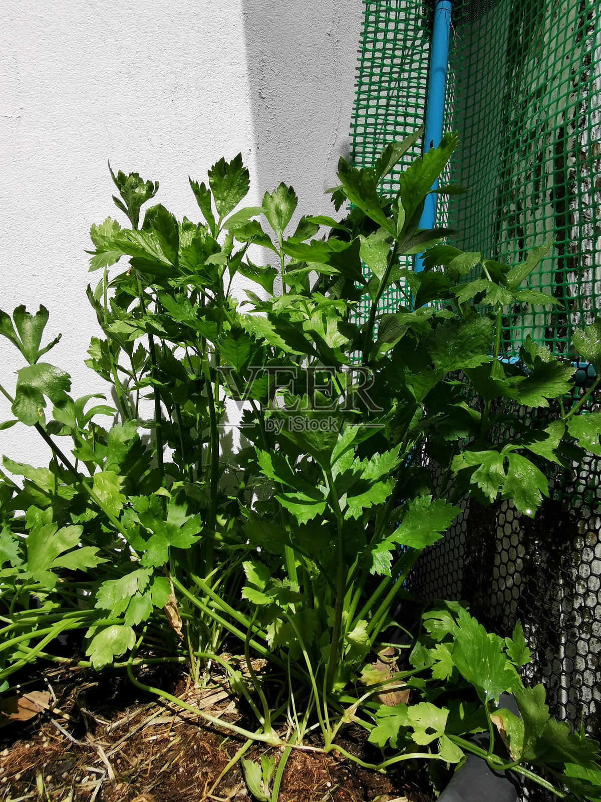 芹菜植物照片摄影图片