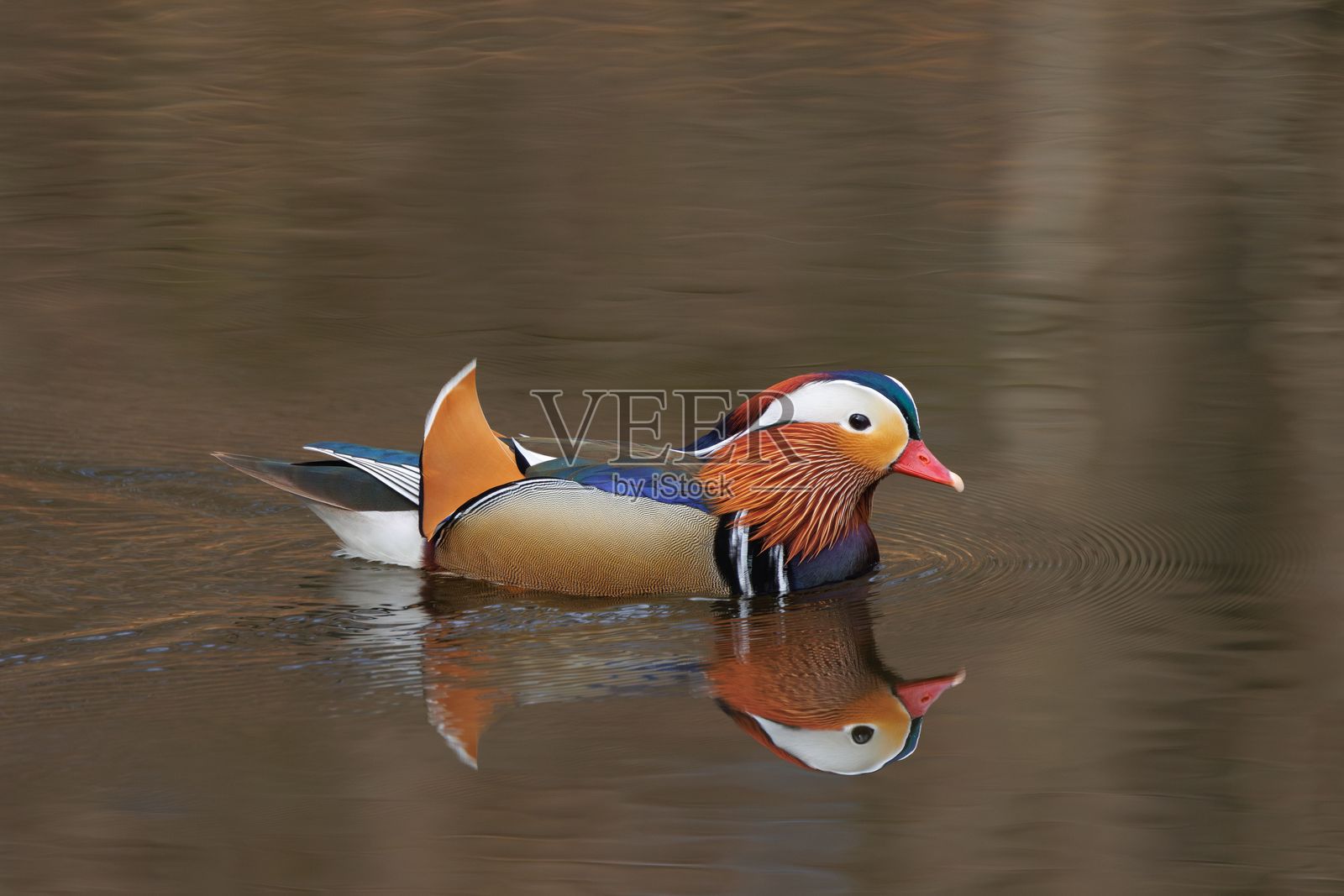 在平静水面上的鸳鸯照片摄影图片