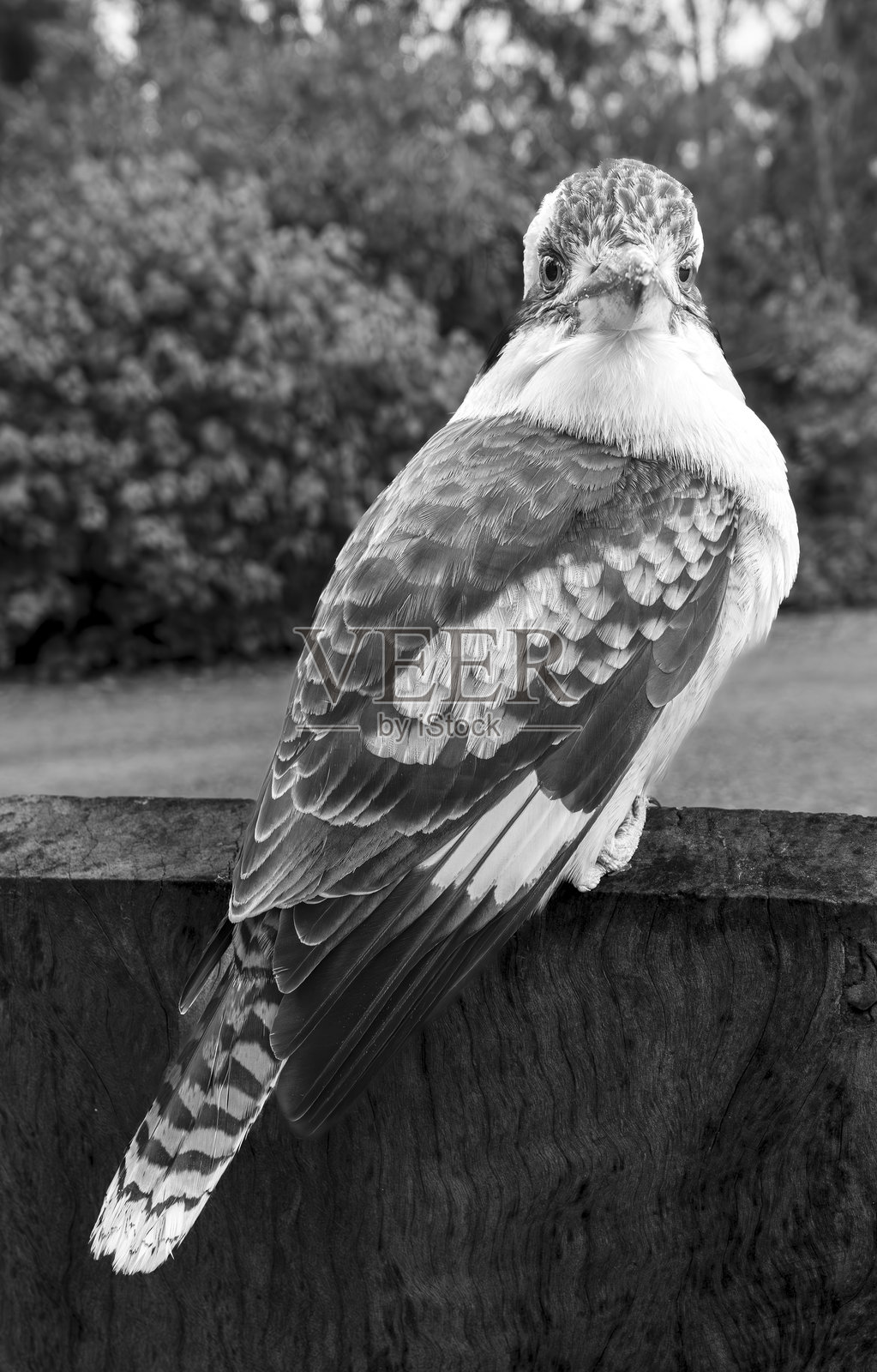 笑翠鸟栖息在柱子上照片摄影图片