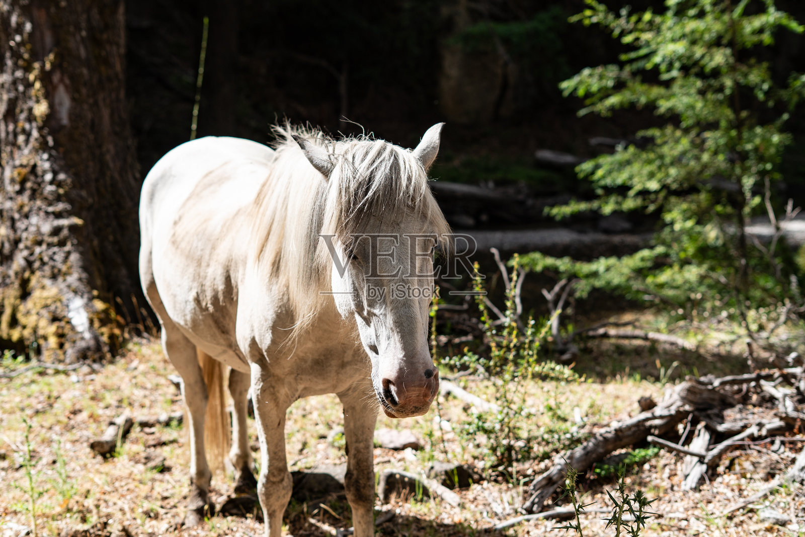 白马在巴塔哥尼亚乡村的荆棘植物上悠然吃草照片摄影图片