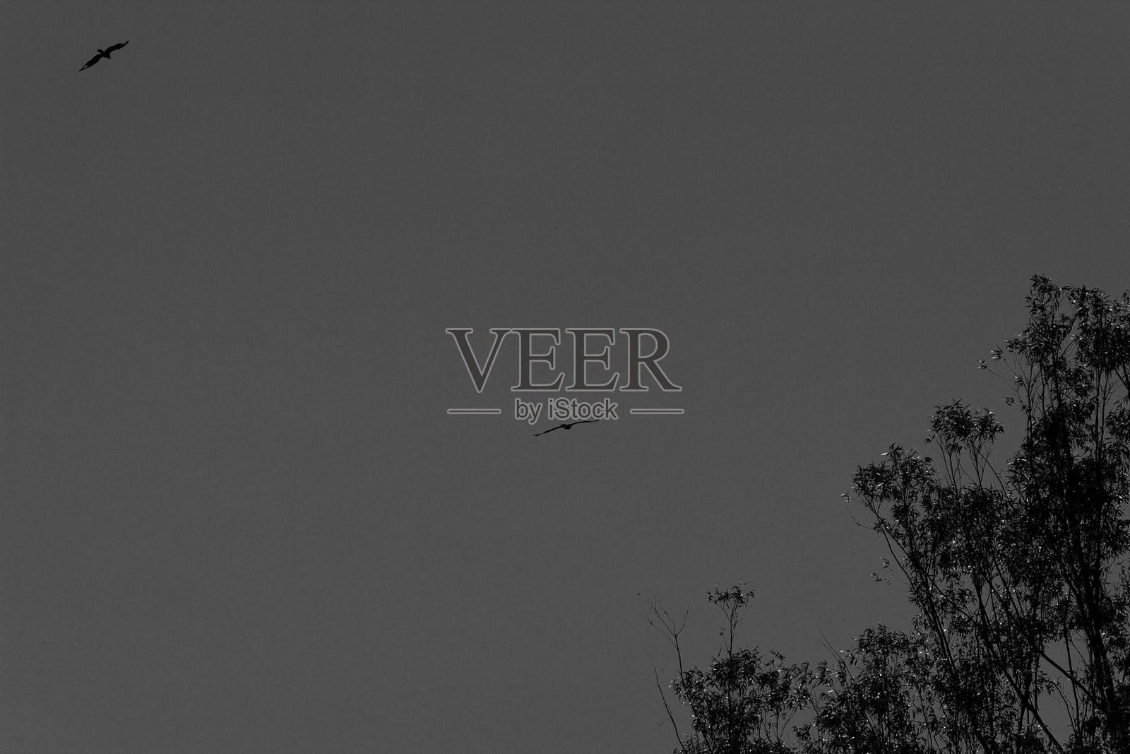 巴西塞拉多和大西洋森林中的花卉、植物和水果照片摄影图片