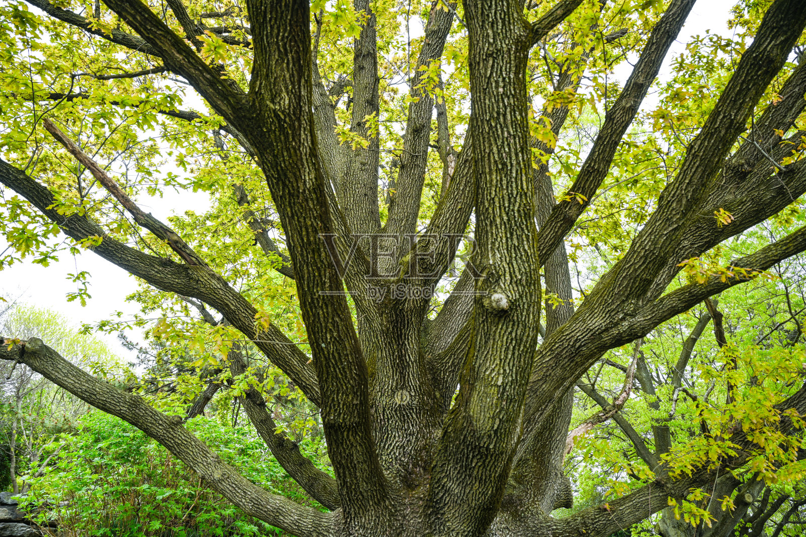 盛开的树木照片摄影图片