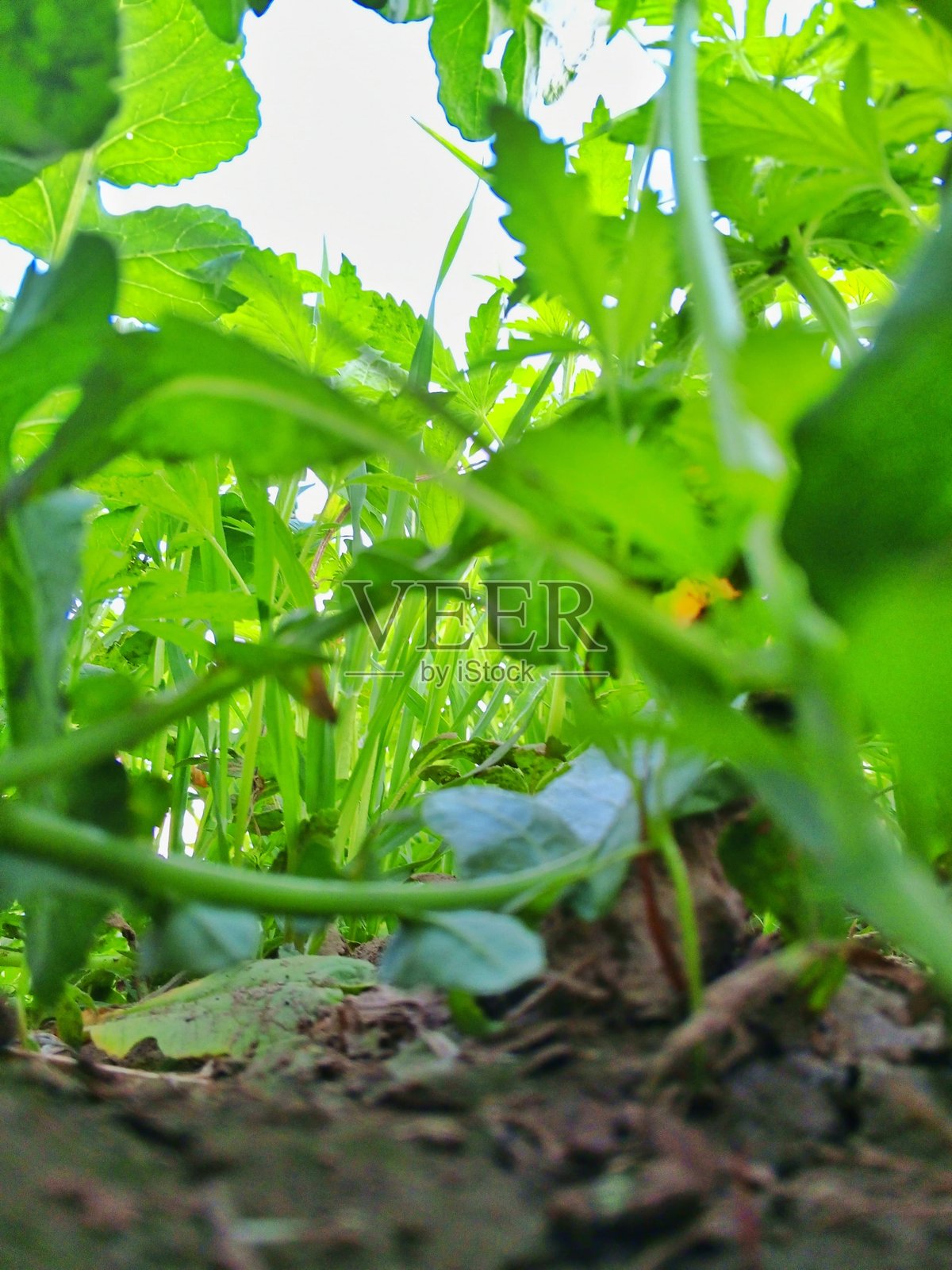 绿叶特写照片摄影图片