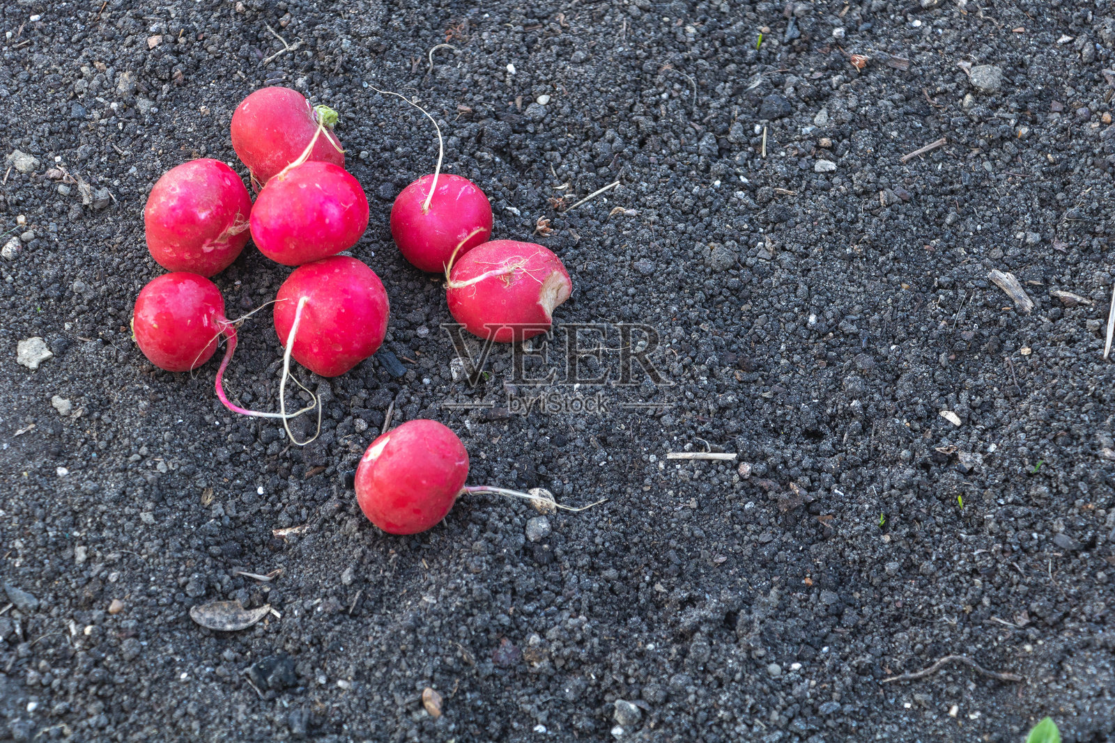 红萝卜的特写照片,俯视图,黑色土壤背景照片摄影图片