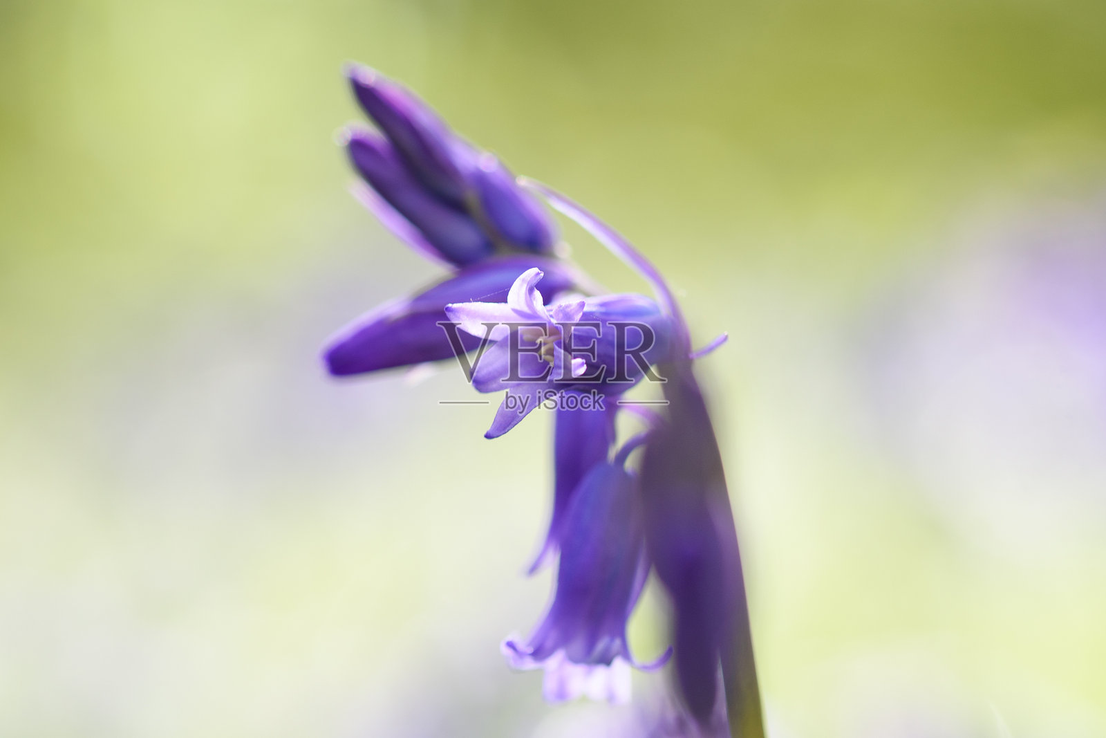 单朵蓝钟花的特写照片摄影图片