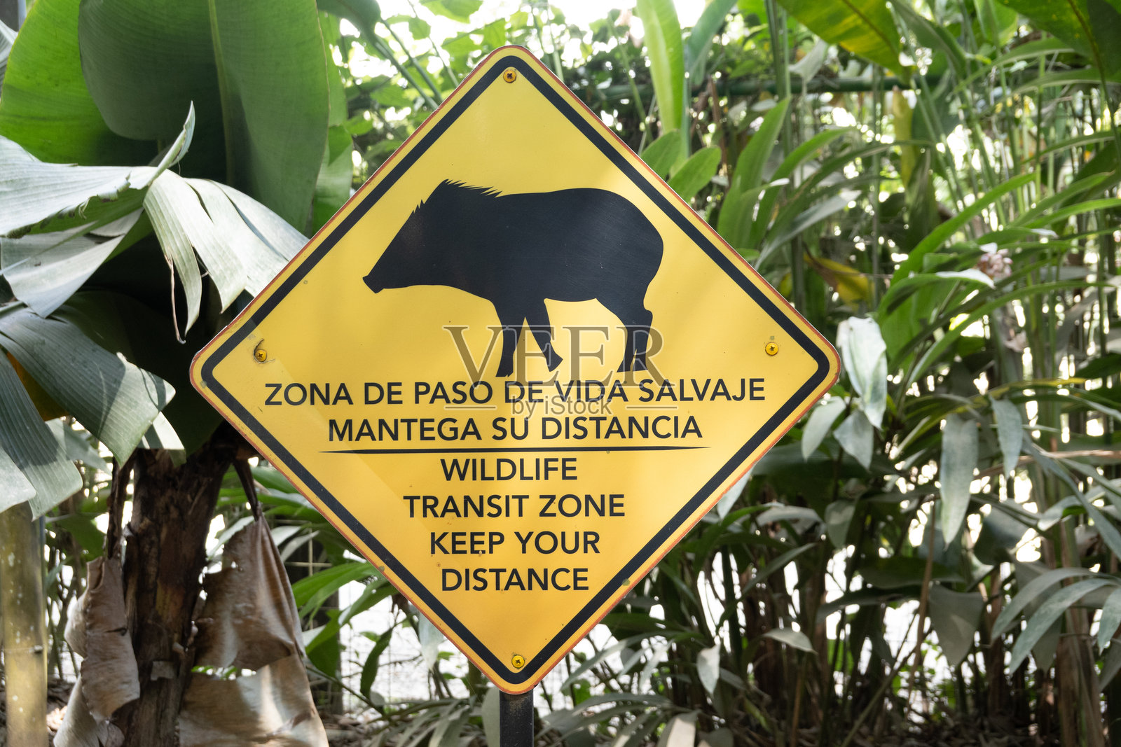 黄色动物过路标志照片摄影图片