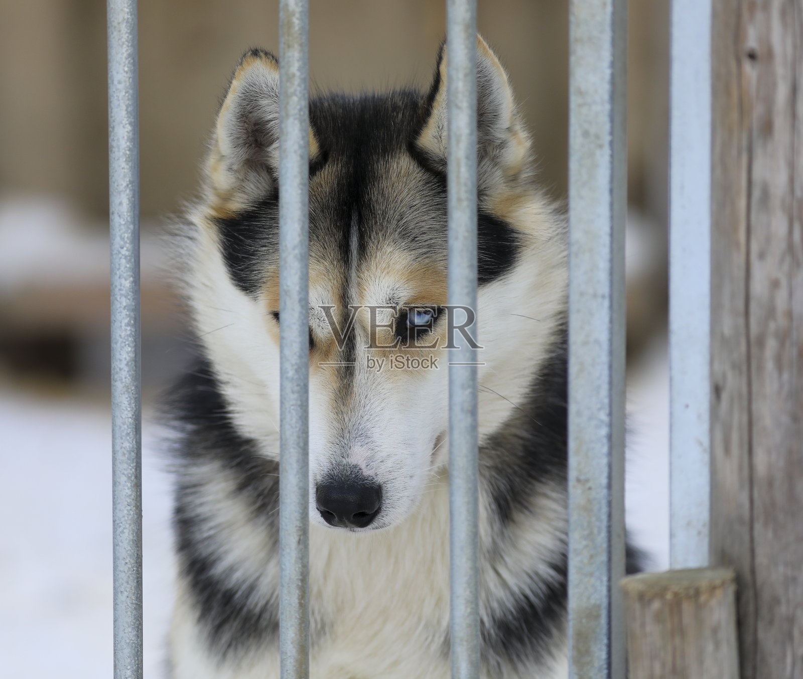 西伯利亚哈士奇的肖像照片摄影图片