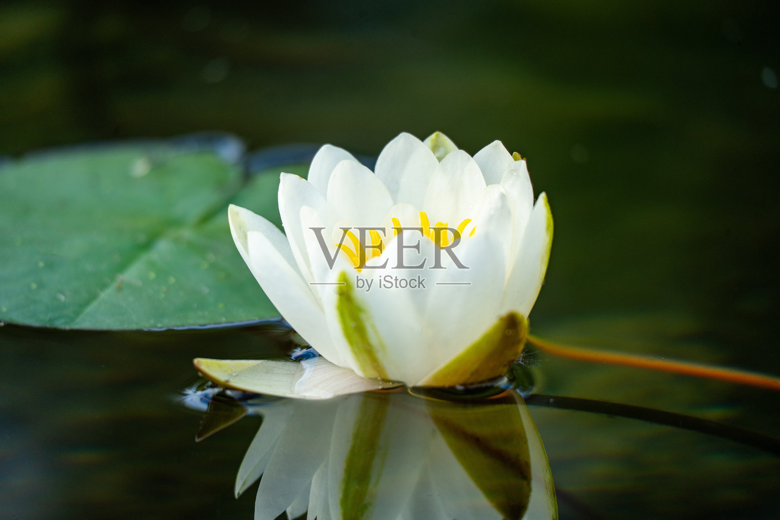 荷兰湖上的优雅照片摄影图片