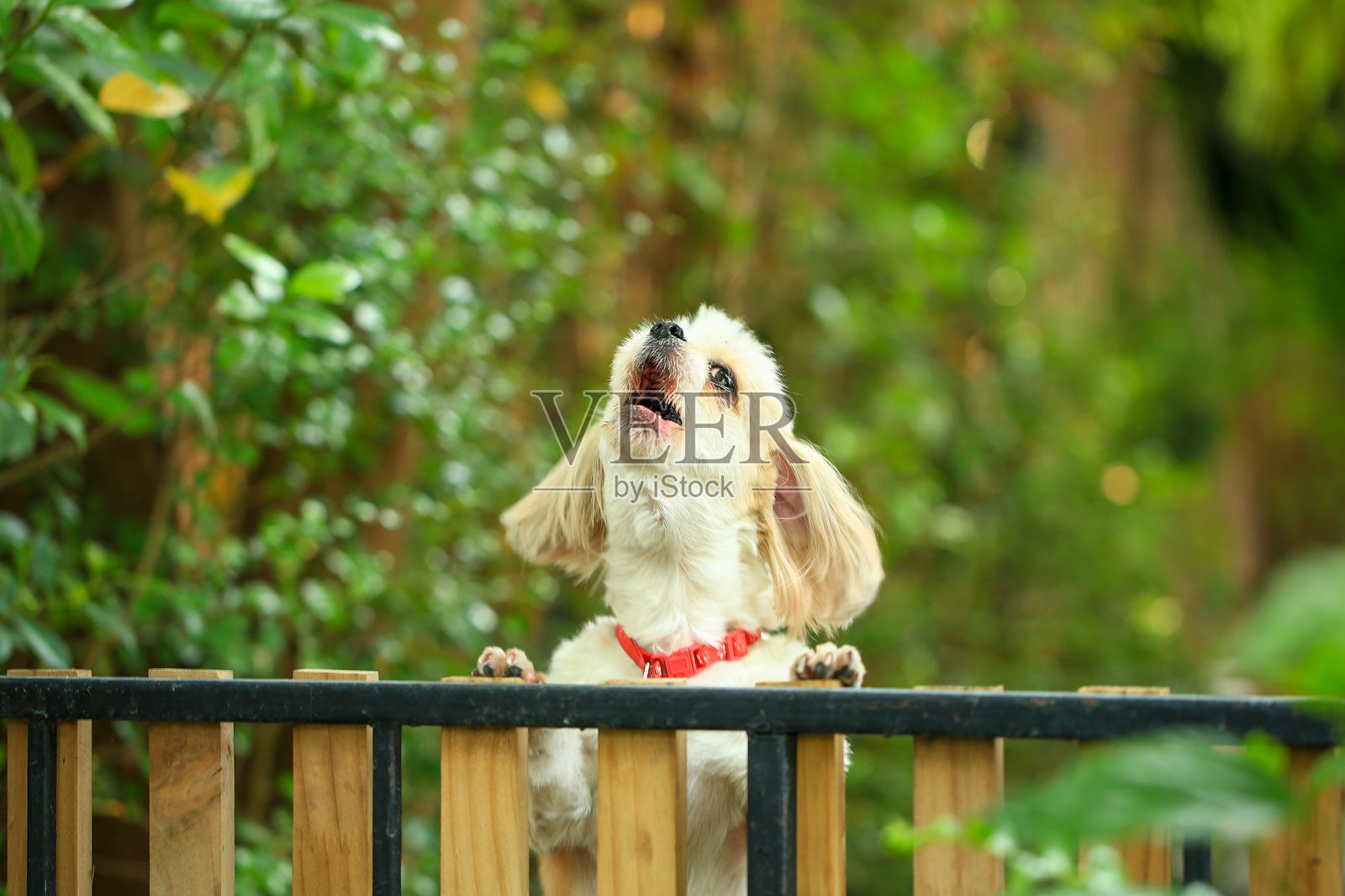 一只帅气的西施犬在花园里表现得很有好奇心,正在被梳理。照片摄影图片