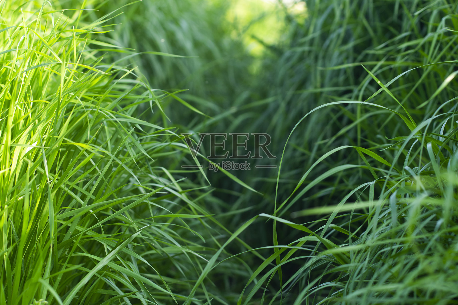 郁郁葱葱的草地照片摄影图片