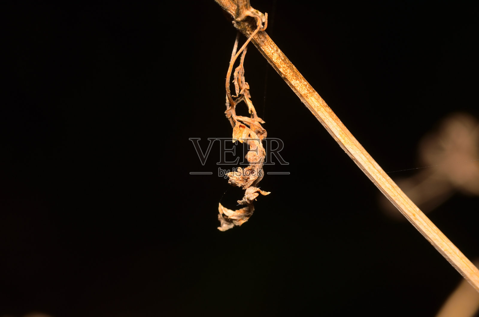 秋天照片摄影图片