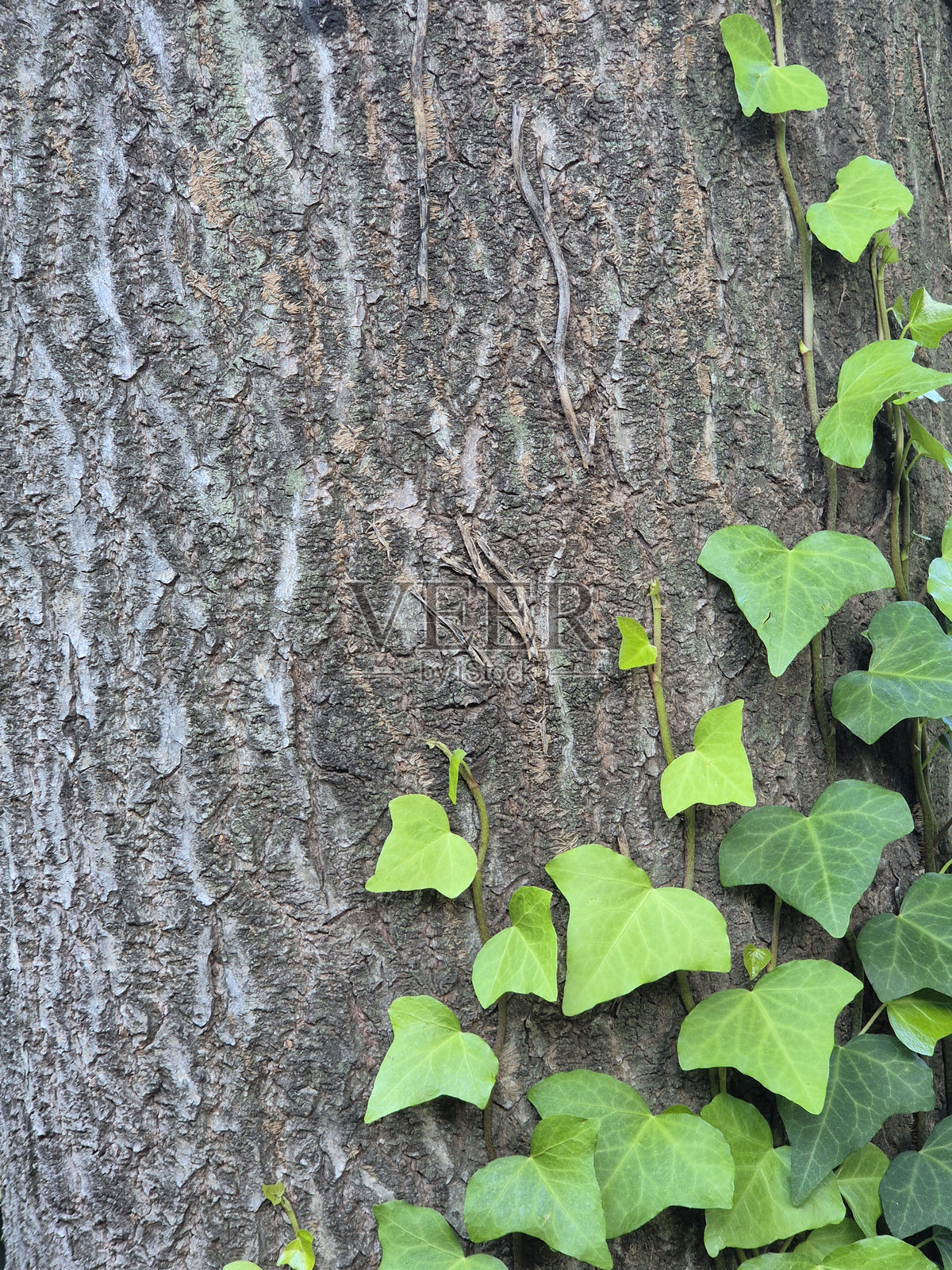 常春藤的叶子,攀爬植物照片摄影图片