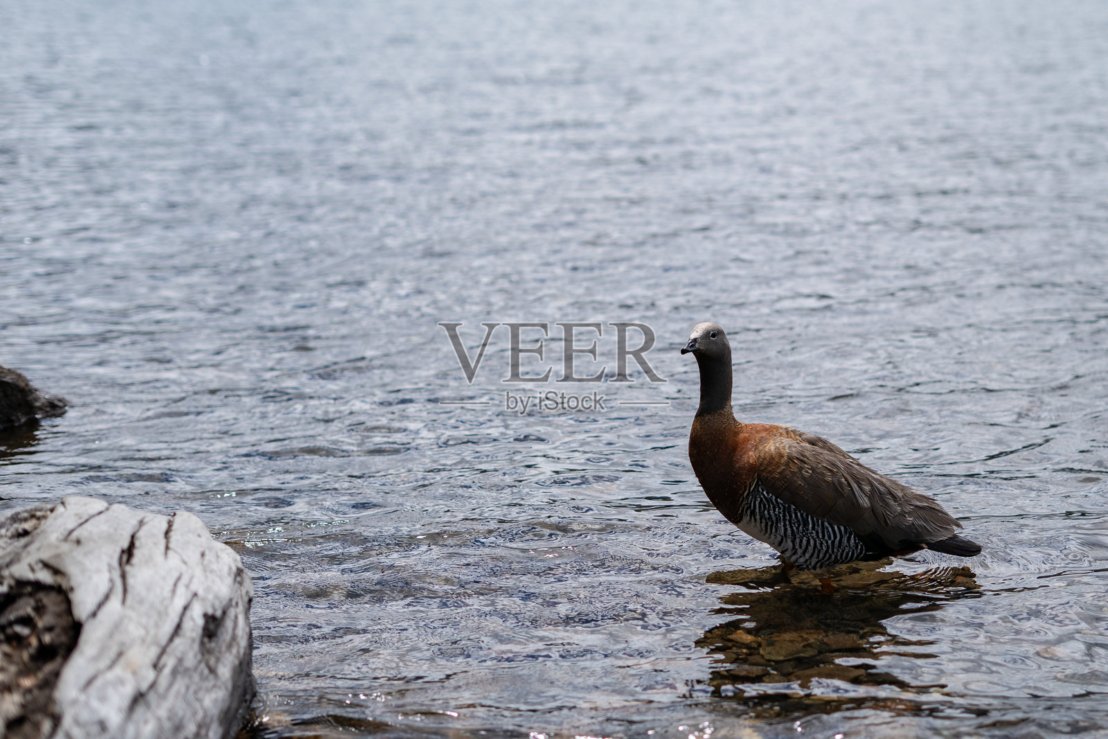 巴塔哥尼亚湖中的灰头鹅,广角视图照片摄影图片