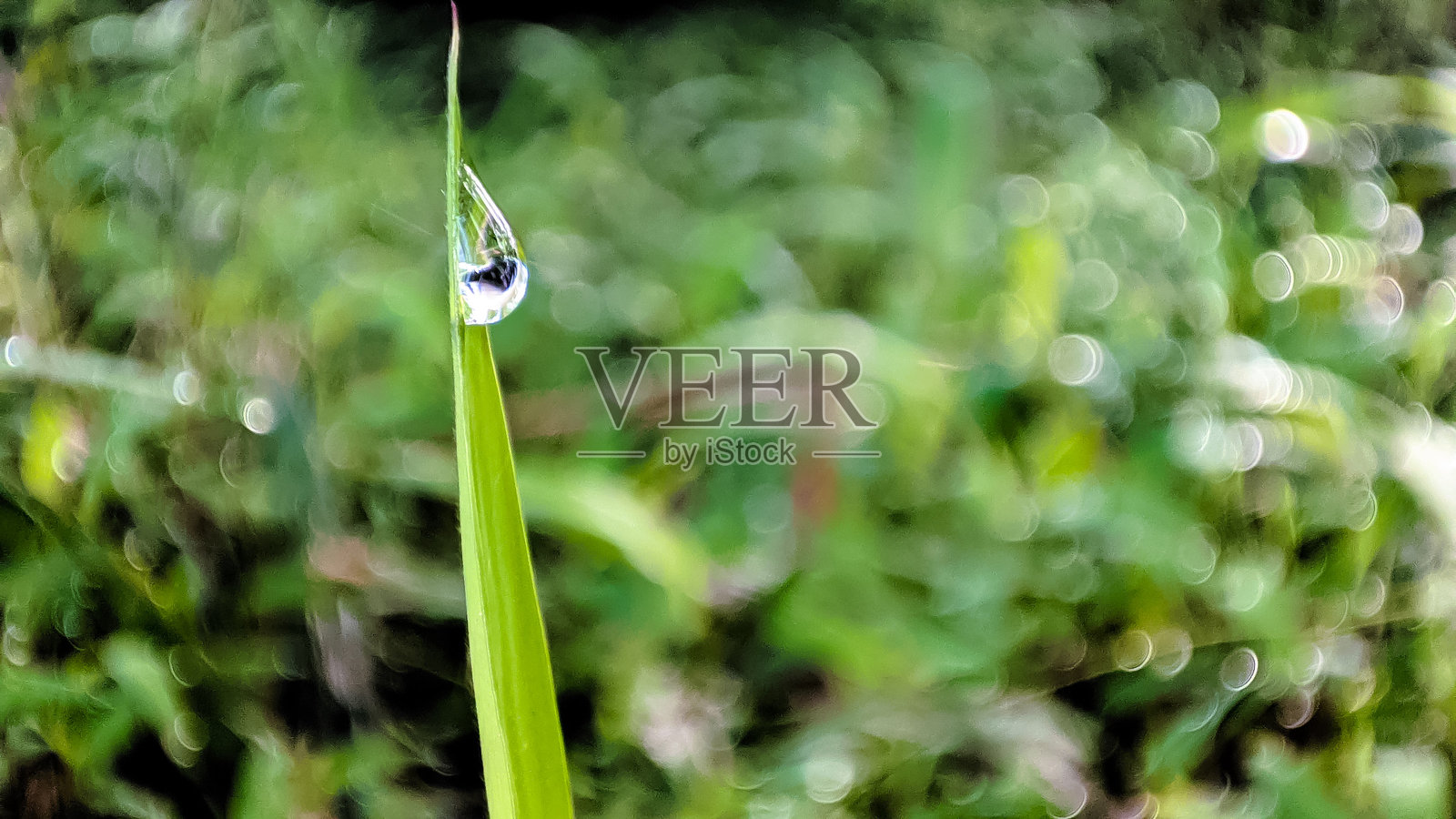 水滴照片摄影图片