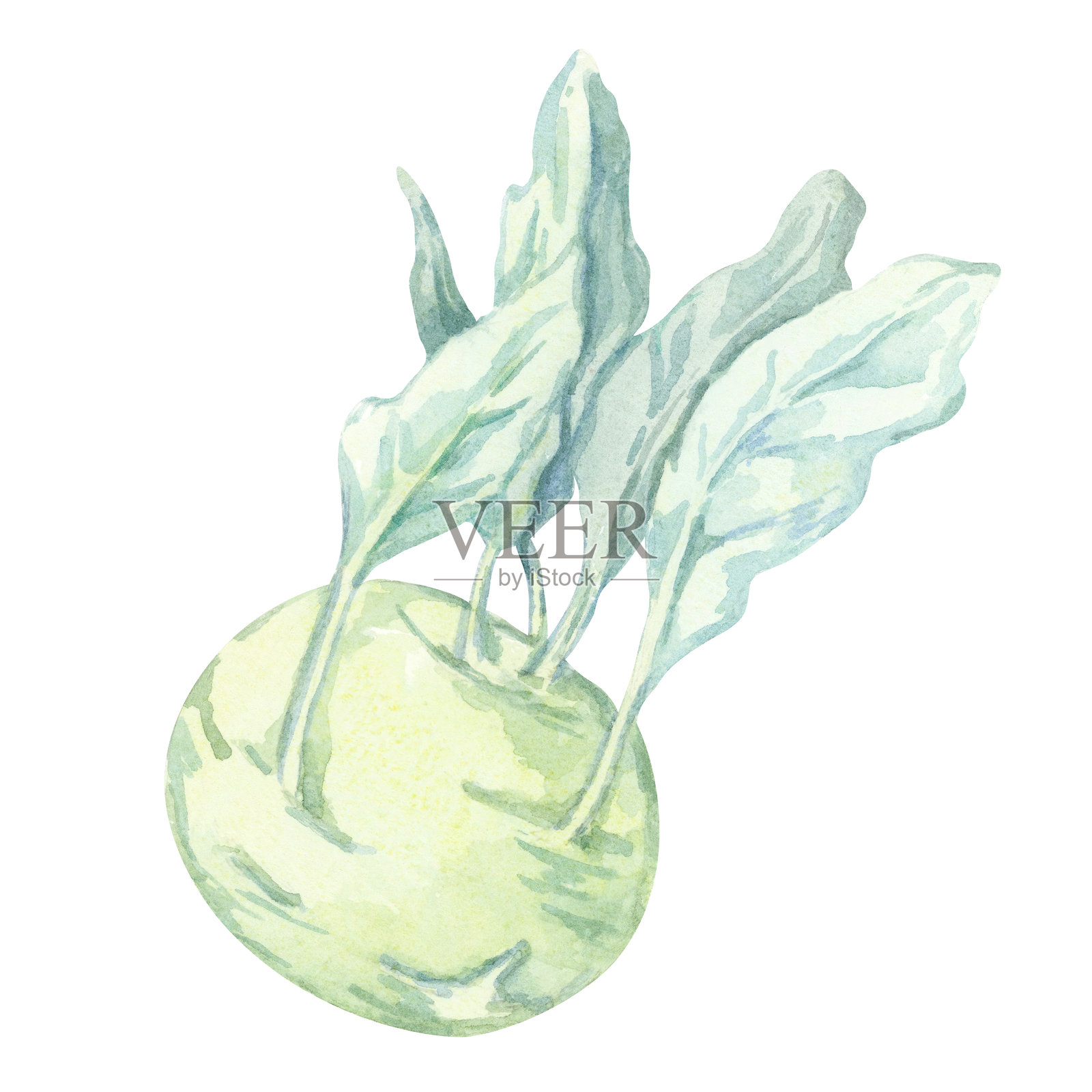 一幅水彩风格的球芽甘蓝,带有淡绿色的球茎和蓝绿色的叶柄。这幅手绘蔬菜插图非常适合农场品牌、标签和教育图表。插画图片素材