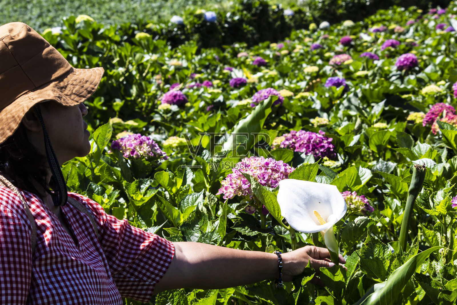 女人采摘花朵的中段画面照片摄影图片