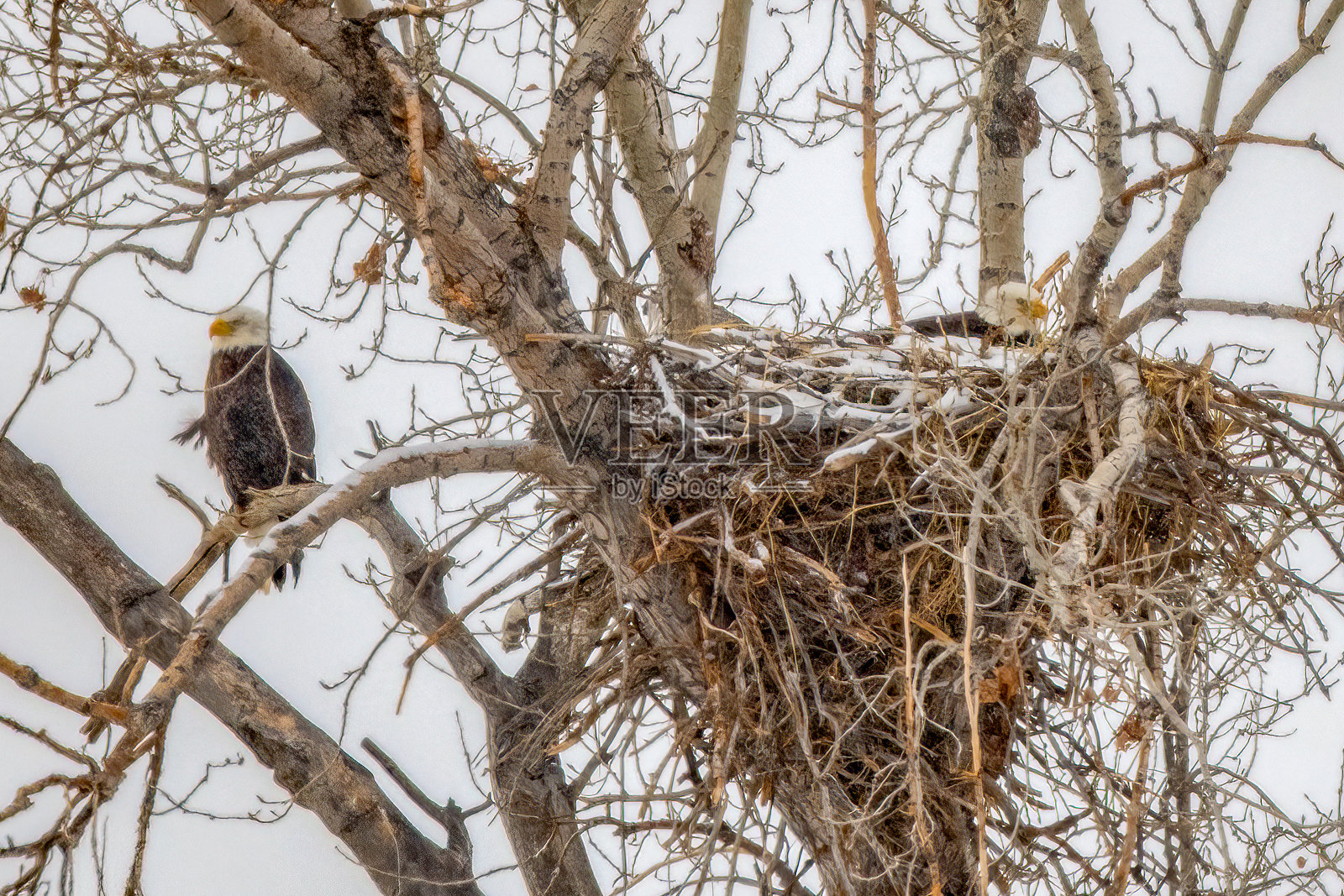 一对秃头鹰在美国蒙大拿州金谷县的巢中照顾蛋。照片摄影图片