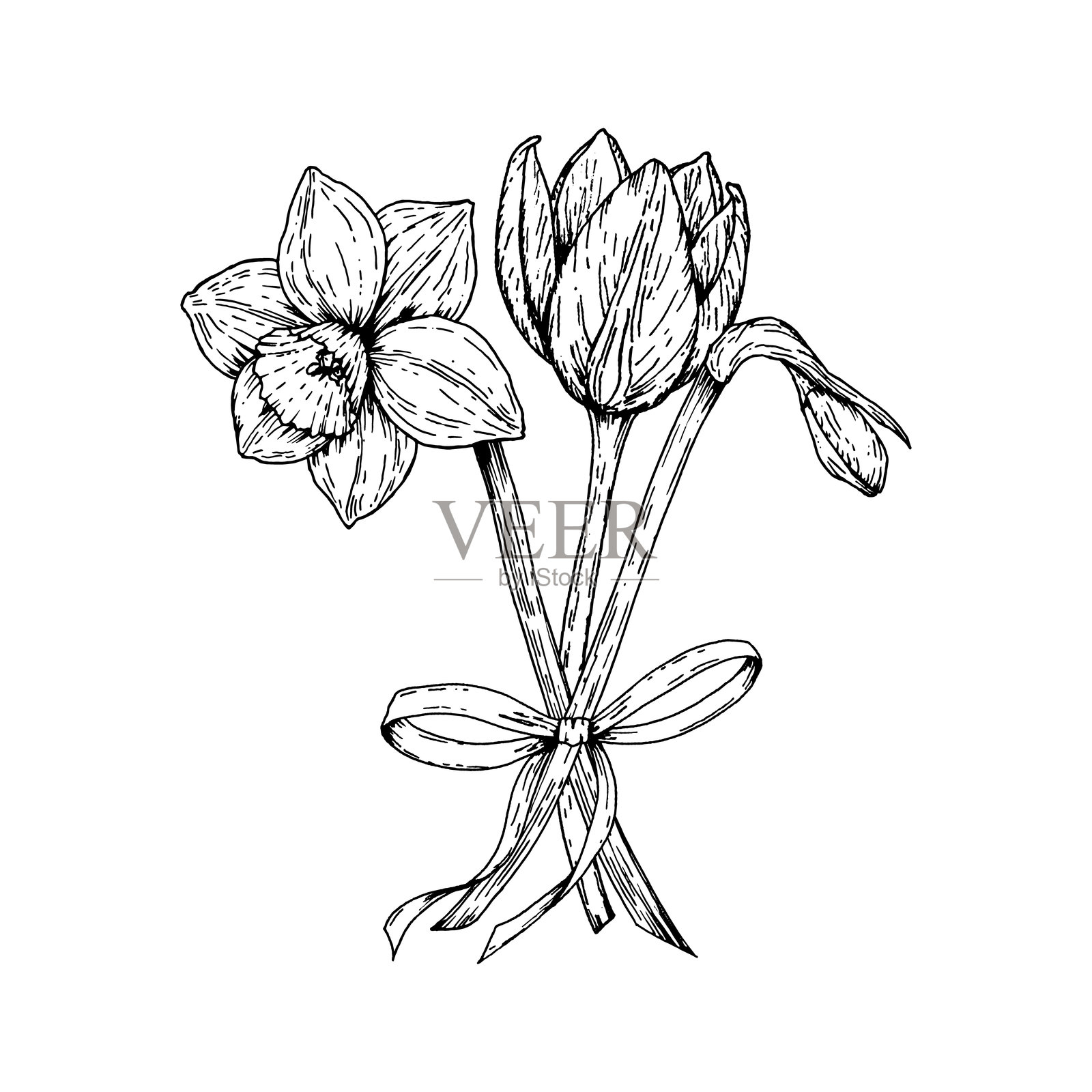 小春季花束的矢量插图,包含水仙花和郁金香,用丝带绑扎。手绘黑白墨线艺术。非常适合复活节、3月8日、贺卡和季节性装饰。插画图片素材