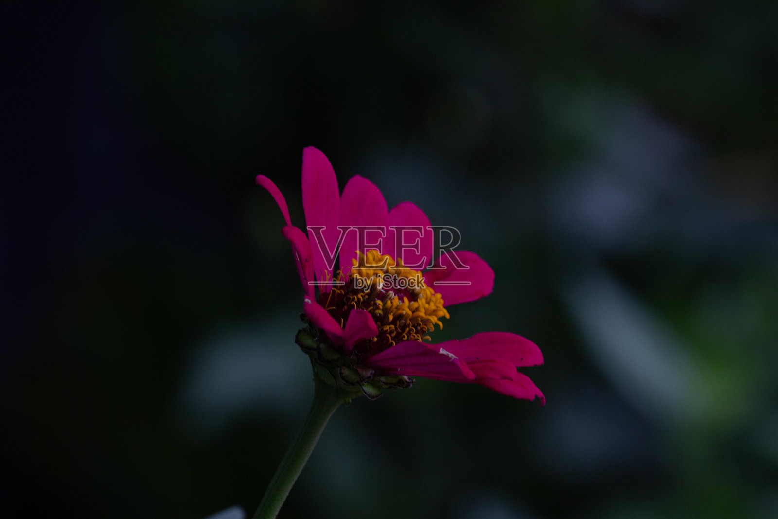 巴西塞拉多和大西洋森林中的花卉、植物和水果照片摄影图片