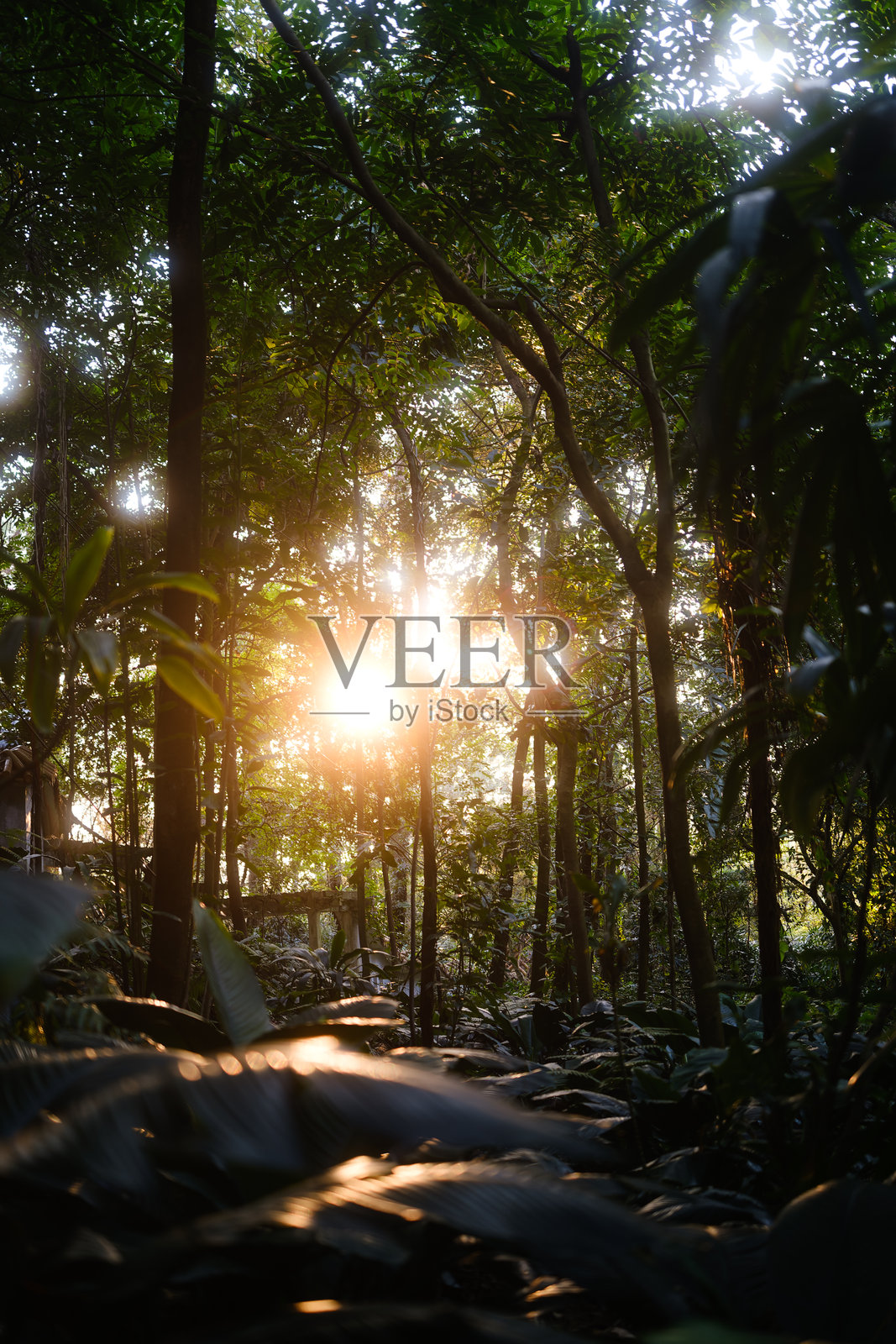 雨林中的黎明照片摄影图片