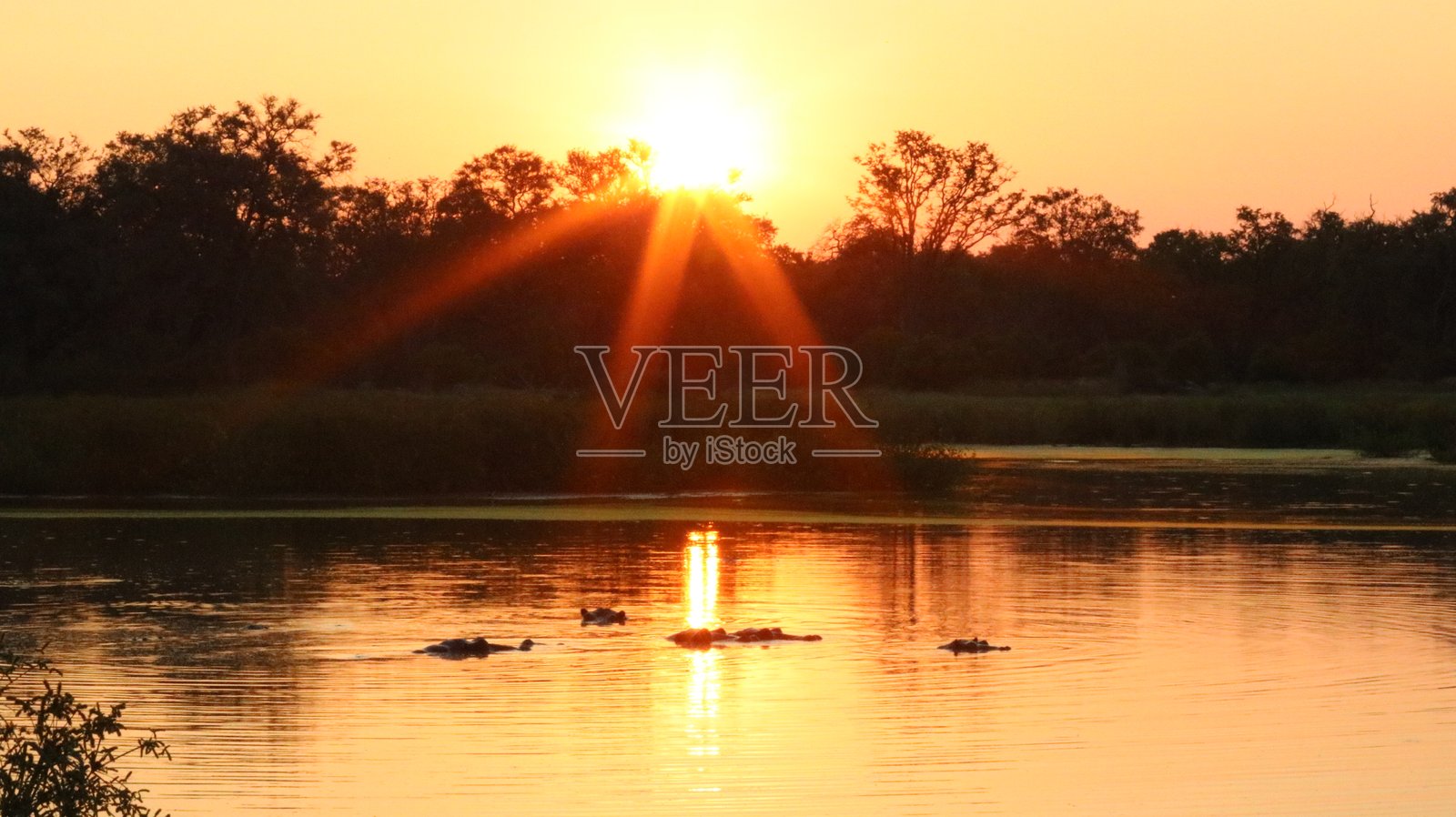 河流上的野生动物园日落与河马照片摄影图片