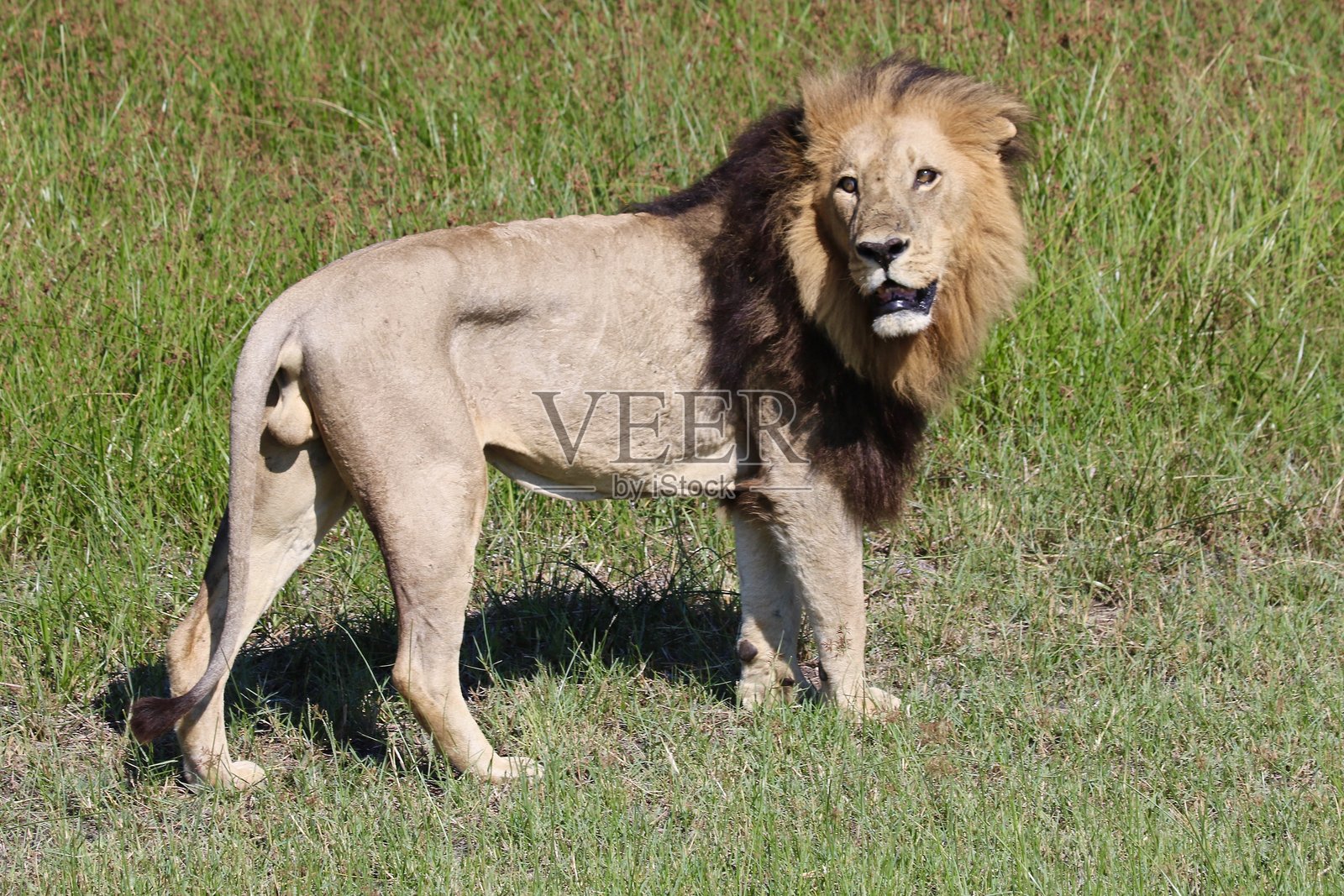 丛林中的雄狮盯着镜头照片摄影图片