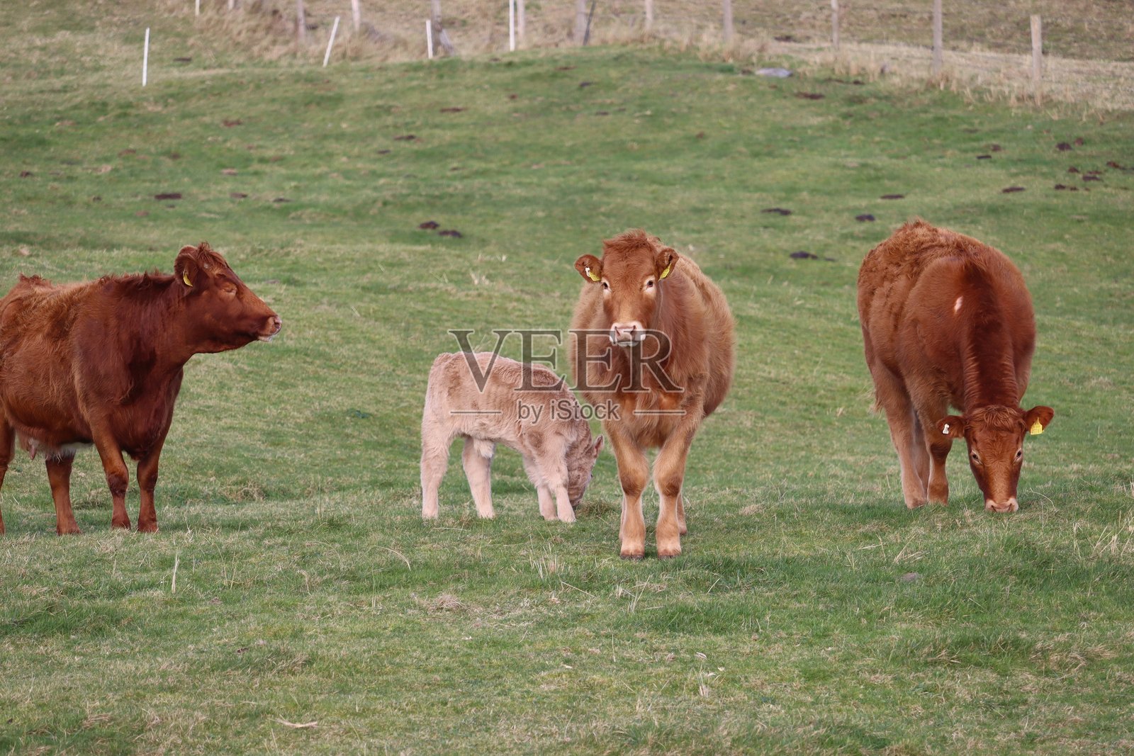 爱尔兰梅奥郡的牛群照片摄影图片