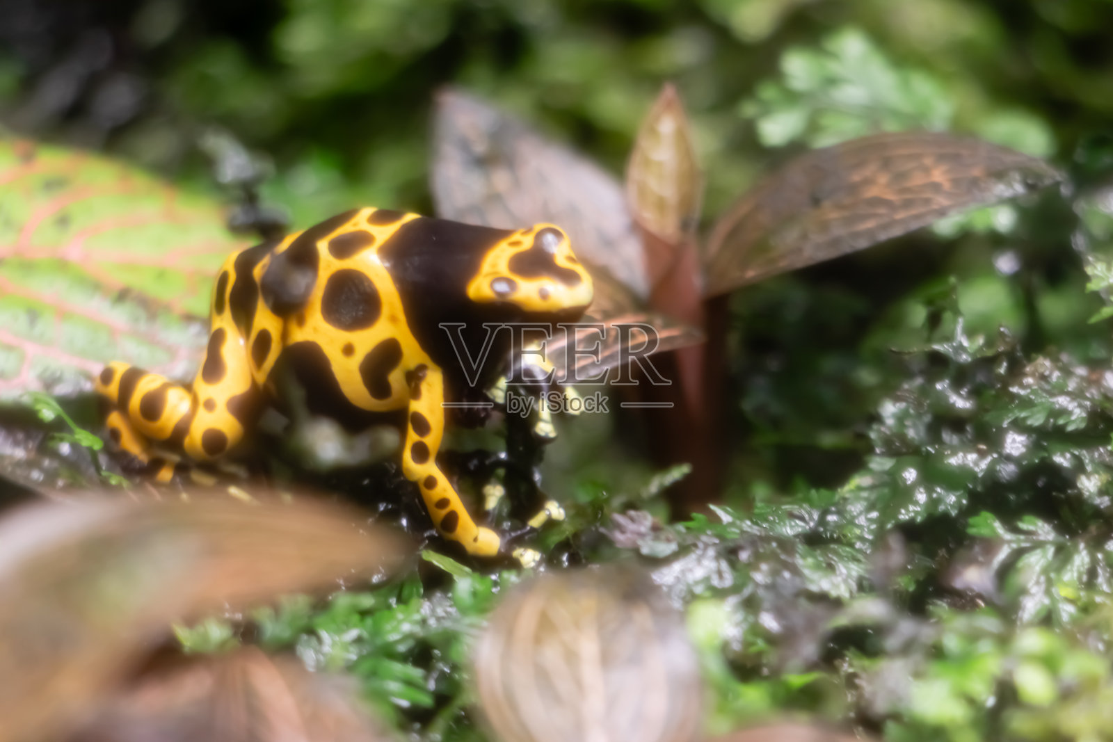 黄色毒箭蛙照片摄影图片