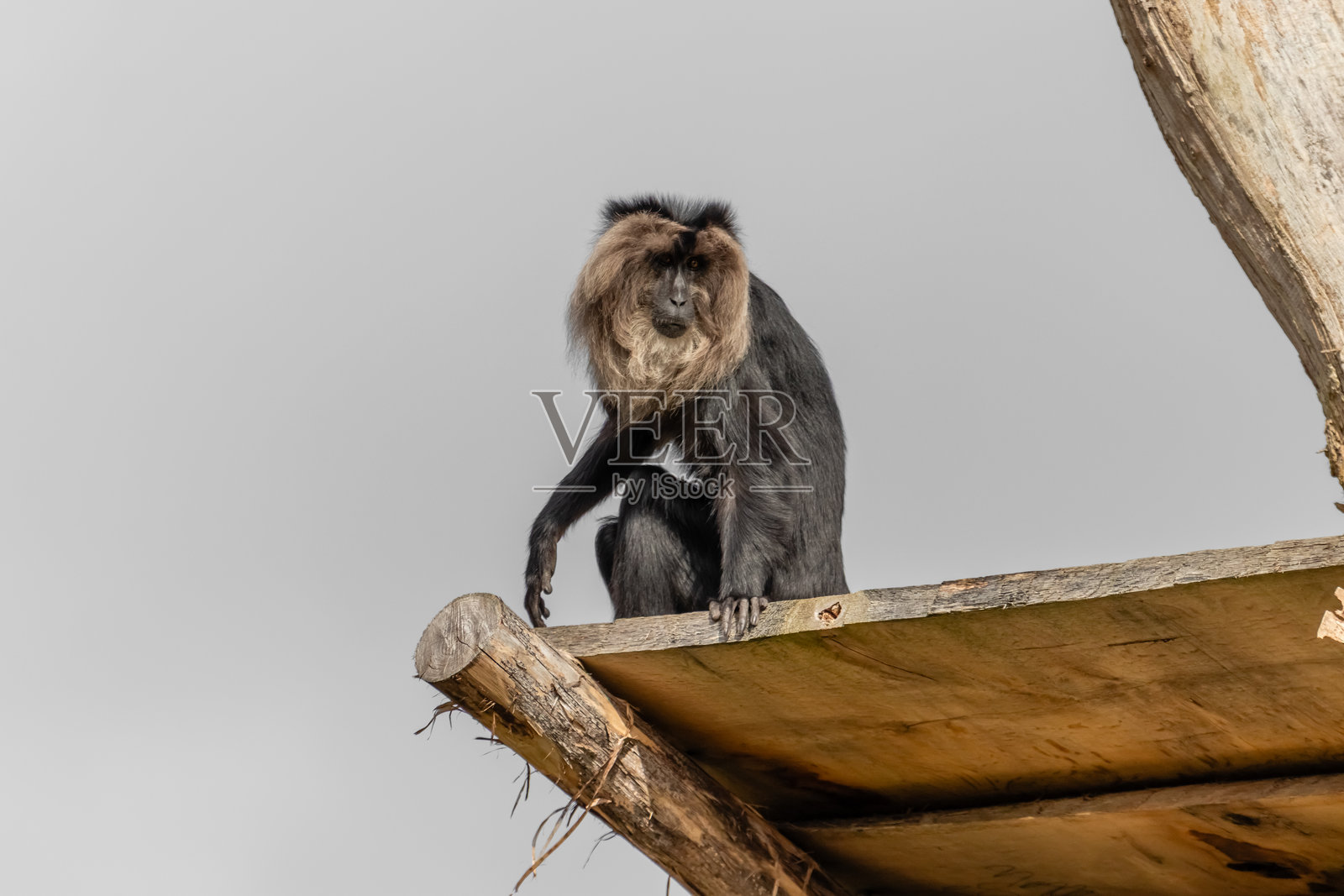 猴子照片摄影图片
