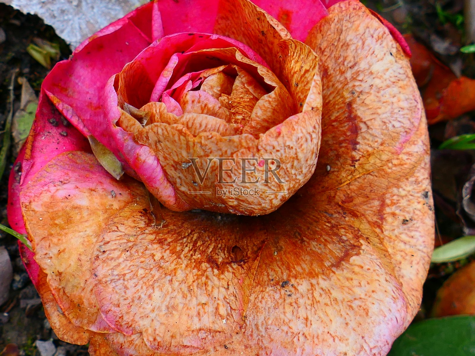 山茶花落在地上,植物园,圣西普里安,东比利牛斯省照片摄影图片