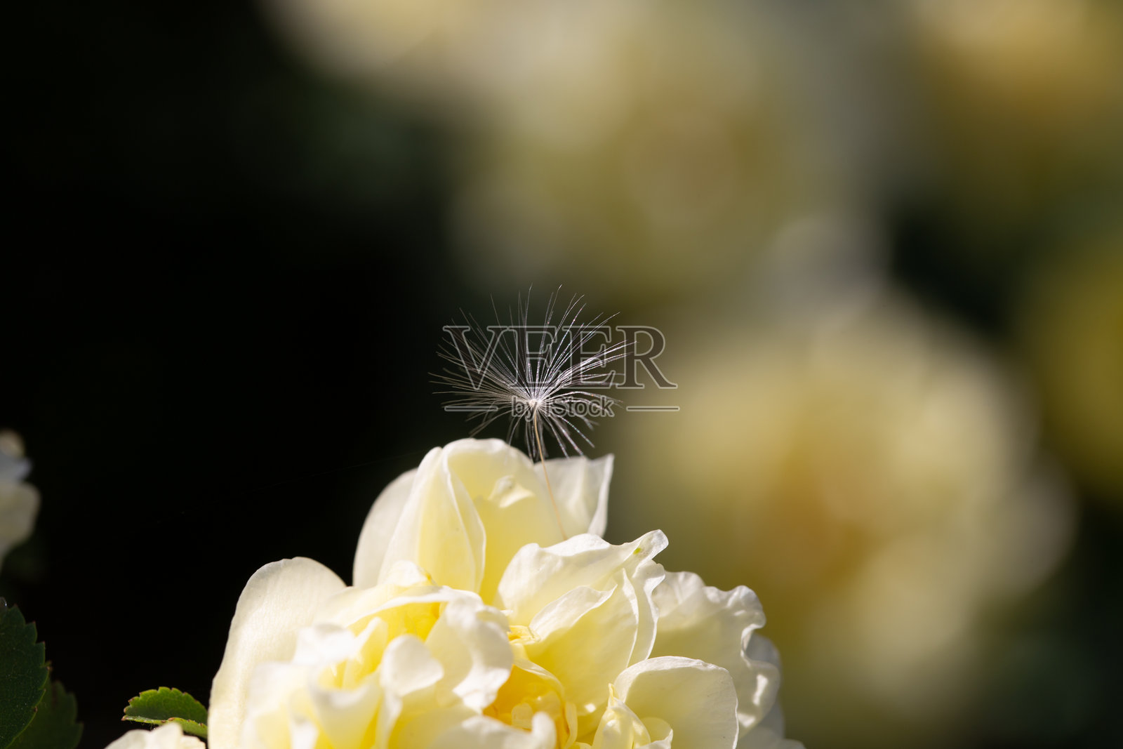 蒲公英种子照片摄影图片