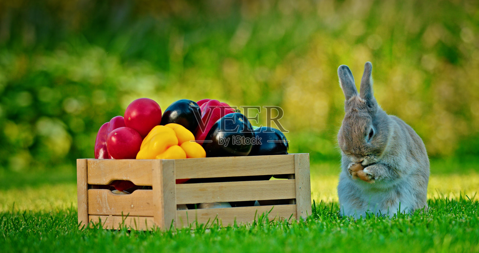 可爱的兔子在绿色草地上梳理自己,旁边是一个装满新鲜蔬菜的木箱,里面有甜椒和茄子,环境宁静宜人。照片摄影图片