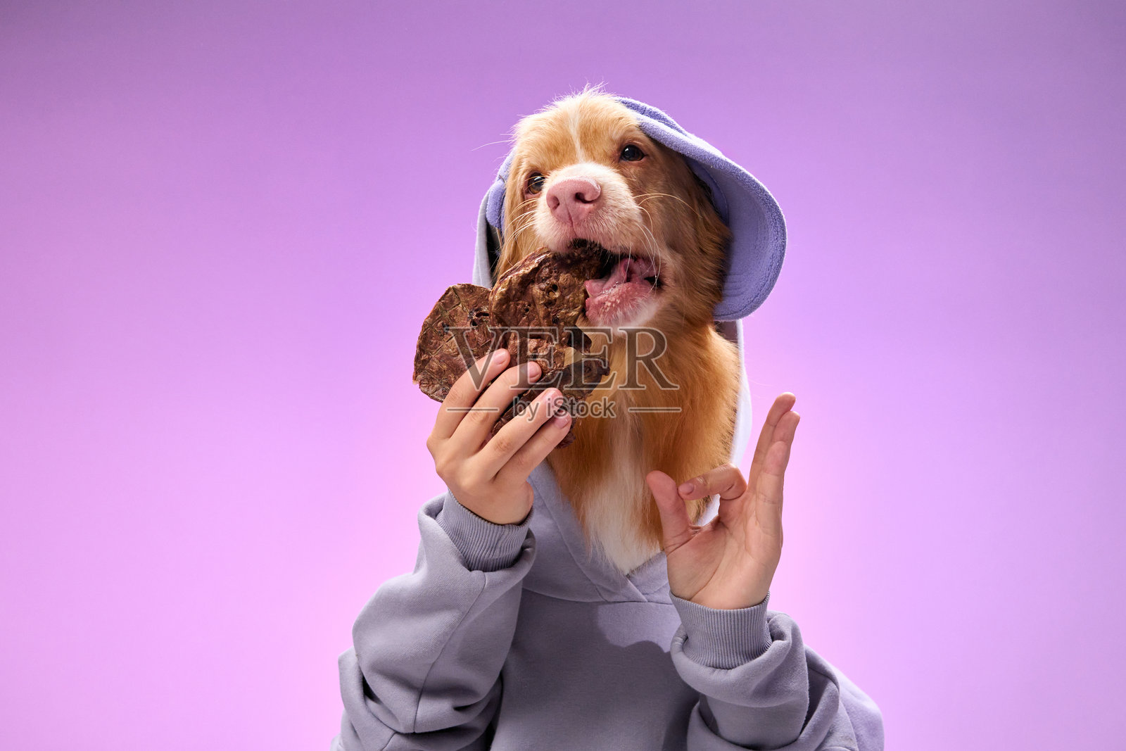 穿着连帽衫的猎犬与零食合影照片摄影图片