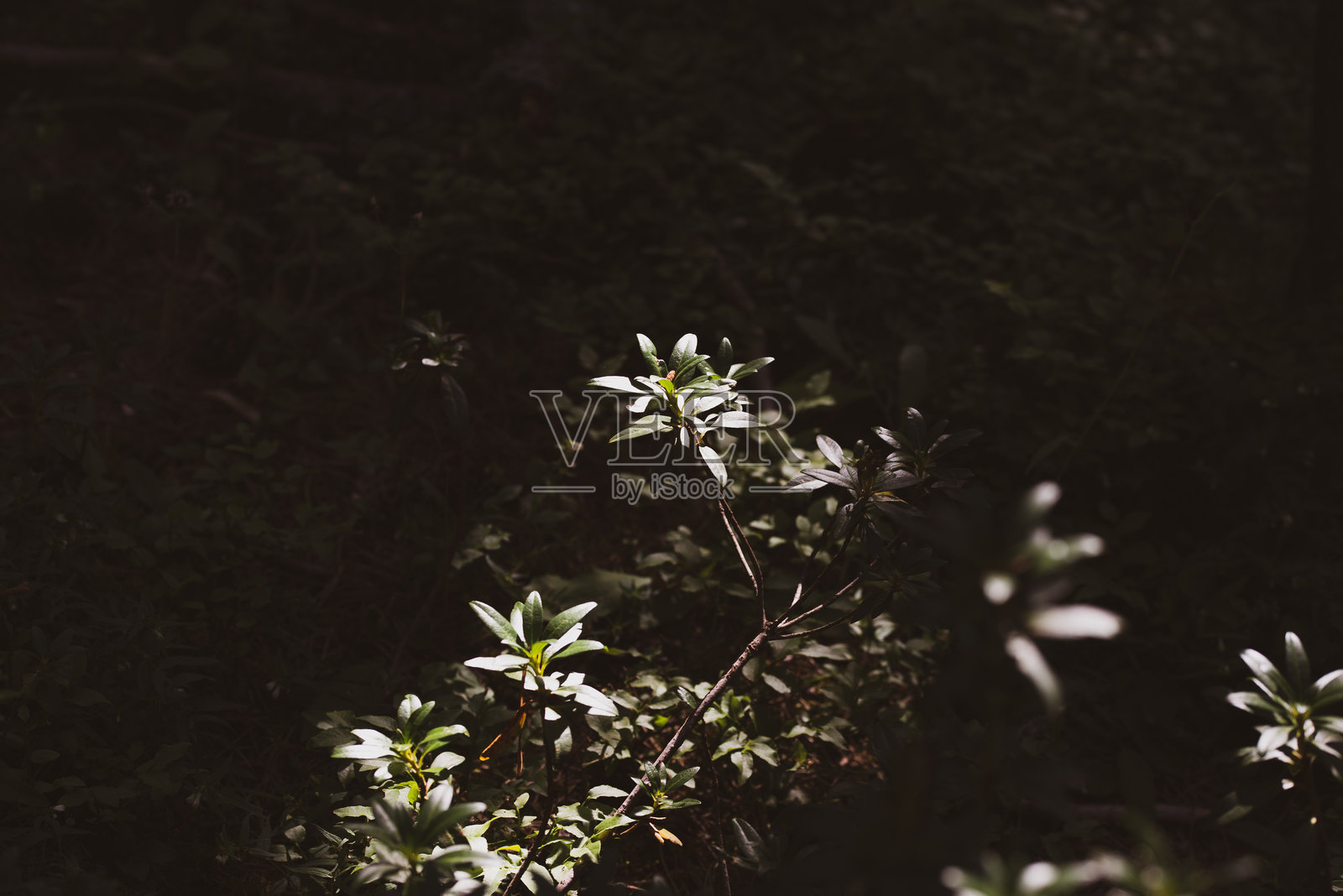 微距摄影照片摄影图片