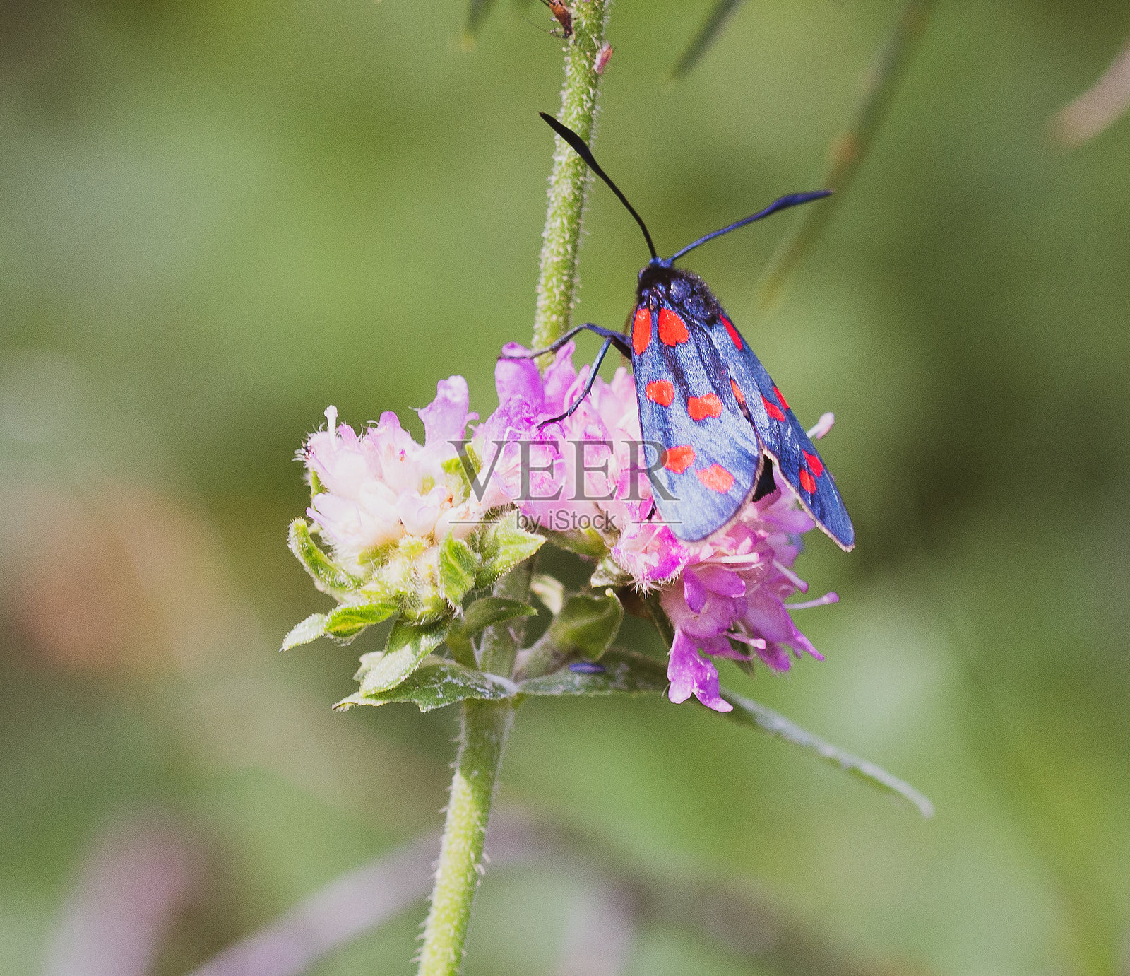 微距摄影照片摄影图片